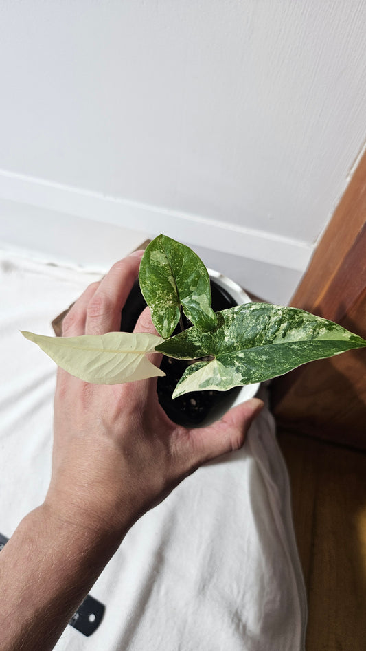 Syngonium Faustina Albo (SYN-348)