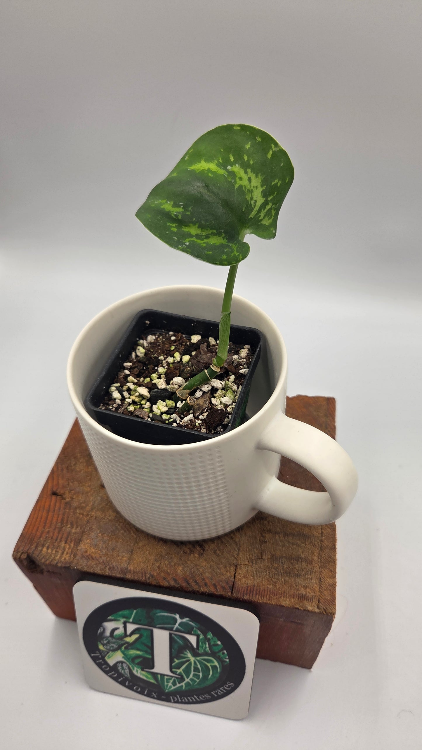 Scindapsus Macan (SCI-1509)