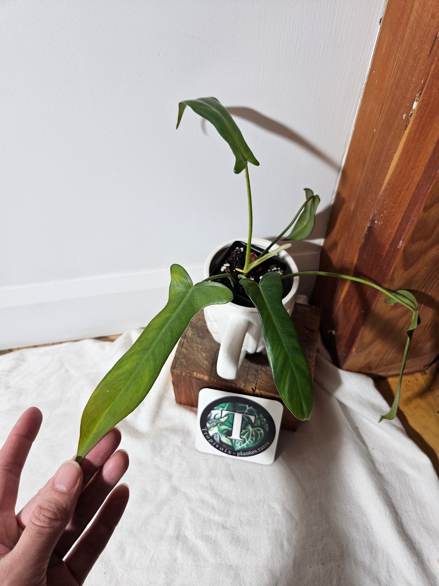 Philodendron Longilobatum (PHI-401)