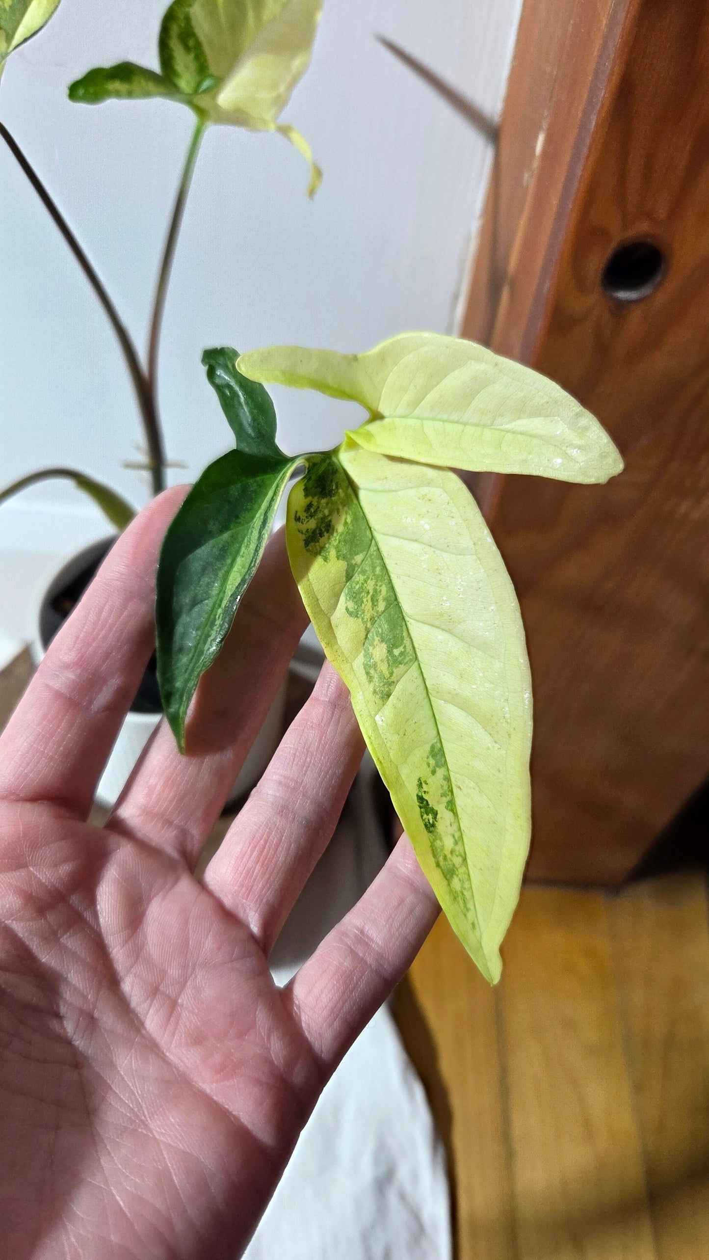 Syngonium Angustatum Albo (SYN-170)