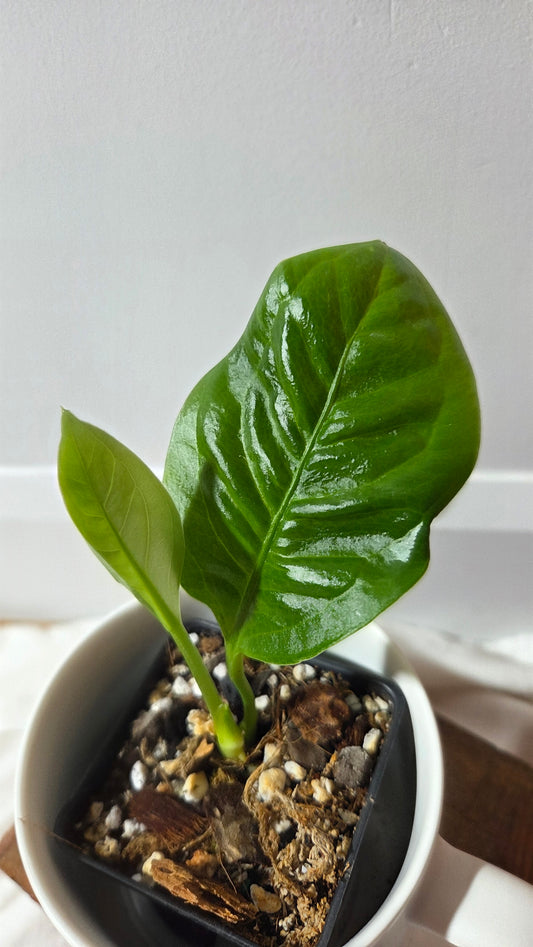 Anthurium Oxycarpum X Reflexinervium "format PETIT"(ANT-661)