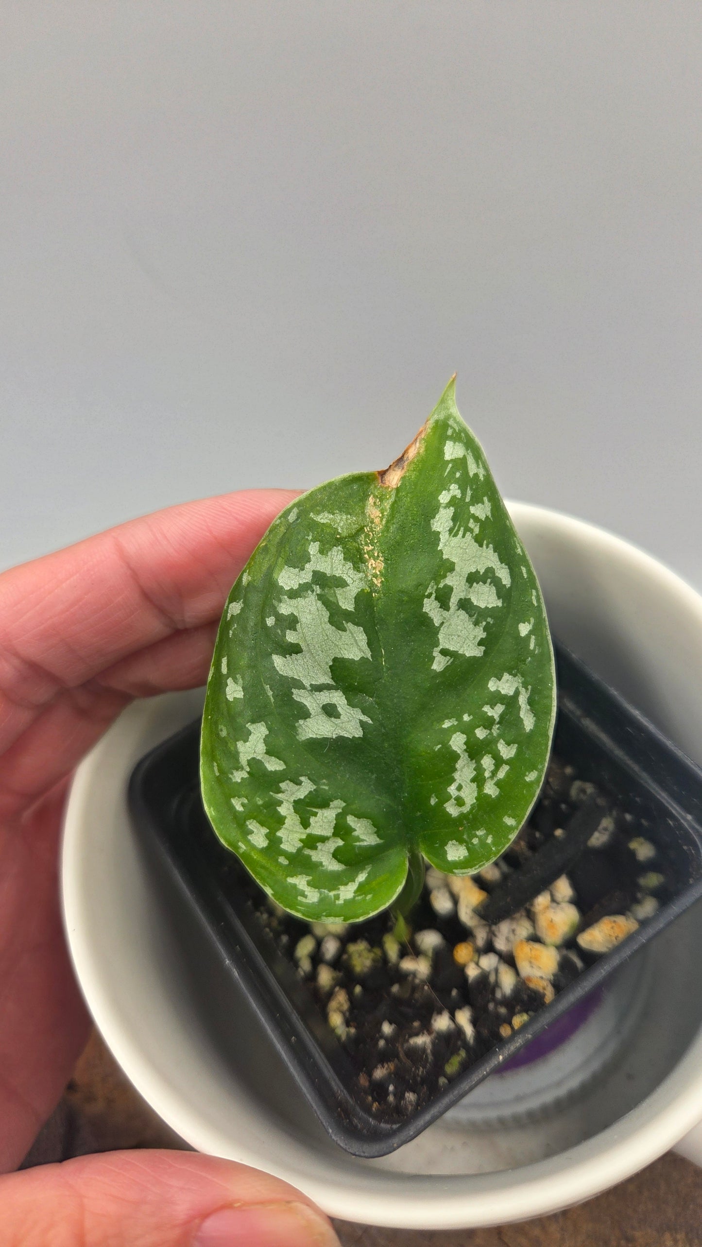 Scindapsus Exotica Batik (SCI-1286)