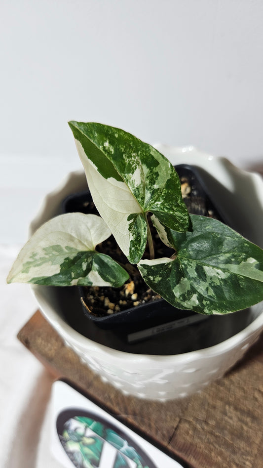 Syngonium Albo (SYN-302)