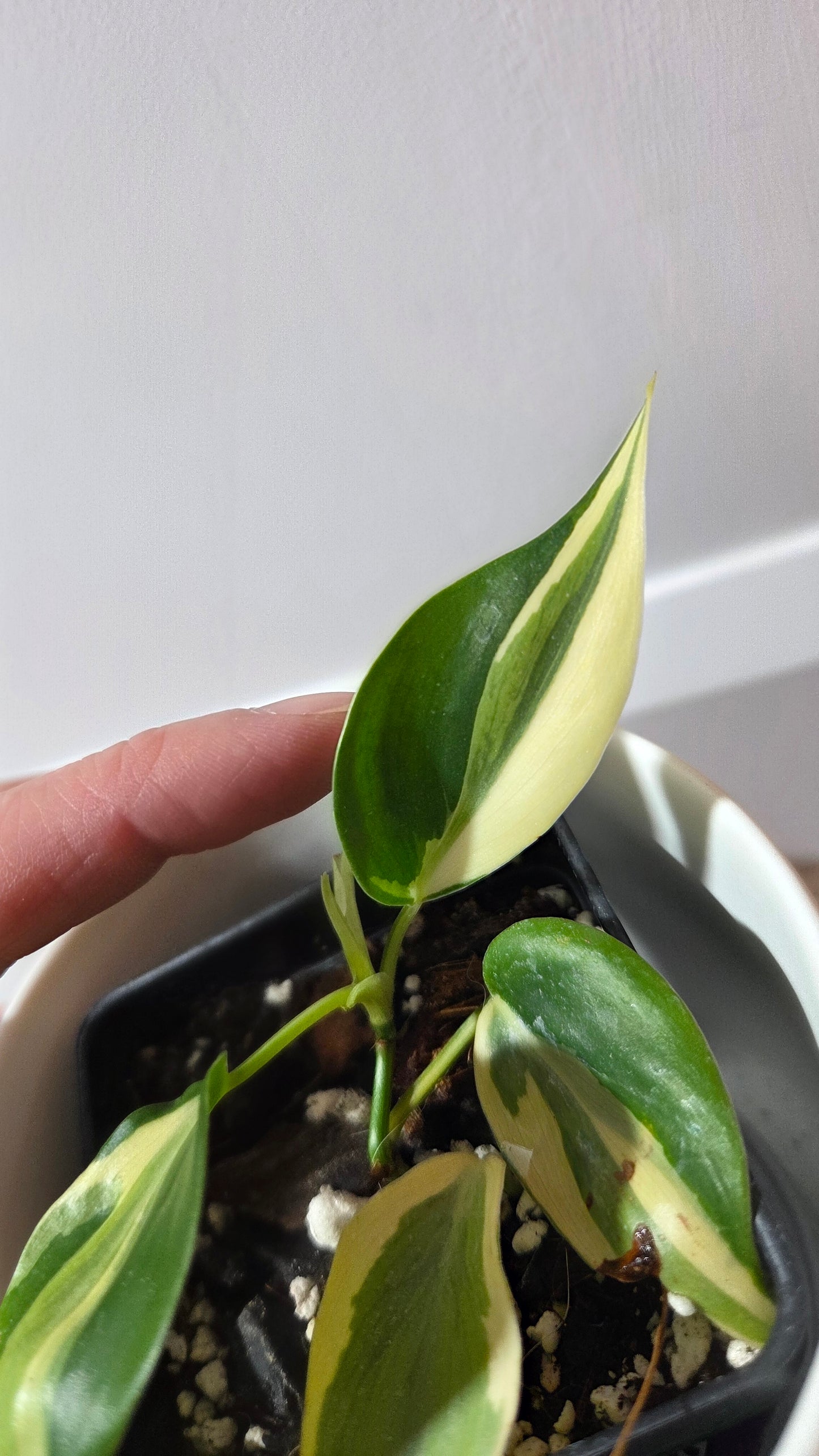 Philodendron Hederaceum Rio (PHI-989)
