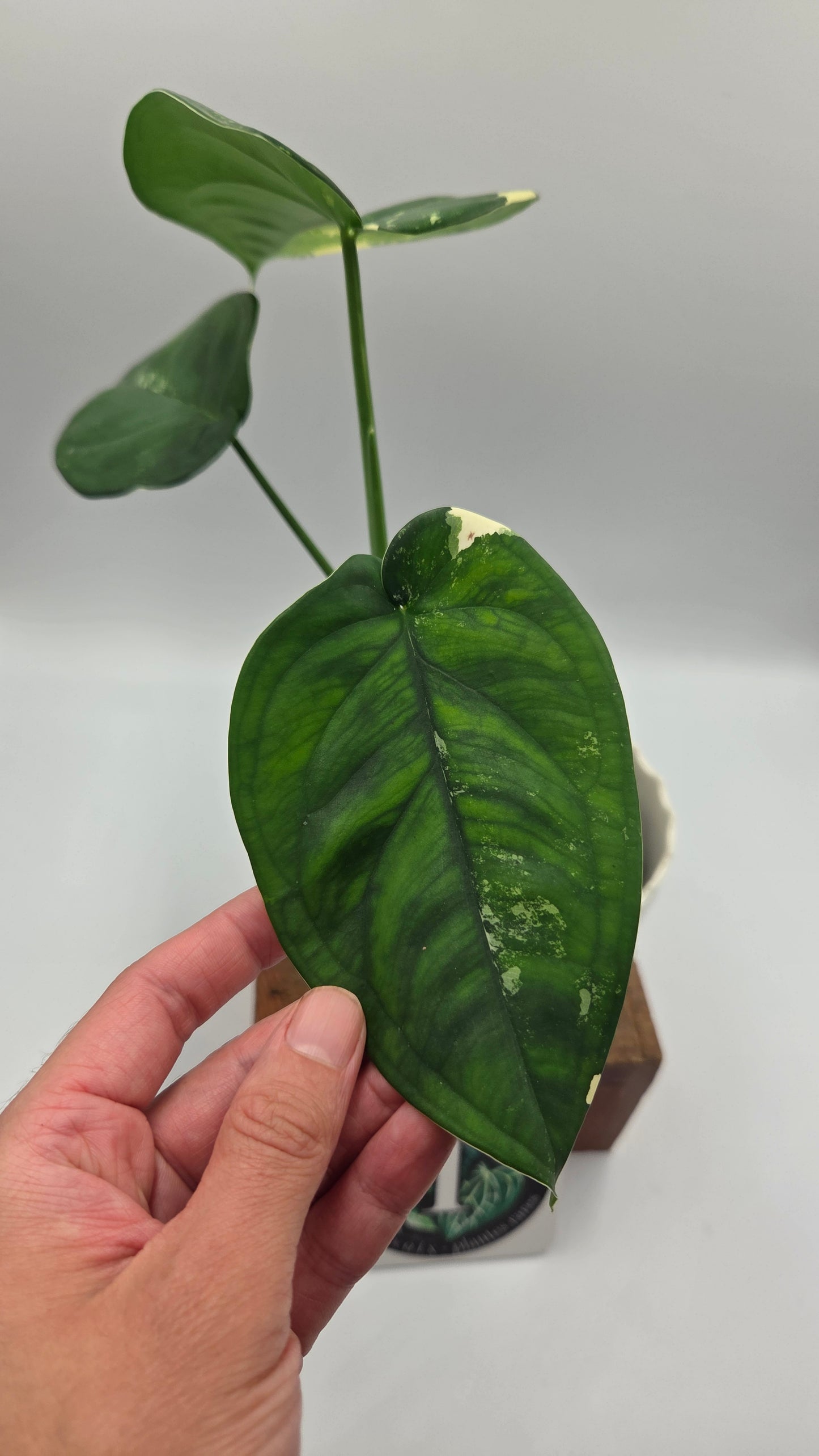 Syngonium Chiapense Albo (SYN-465)