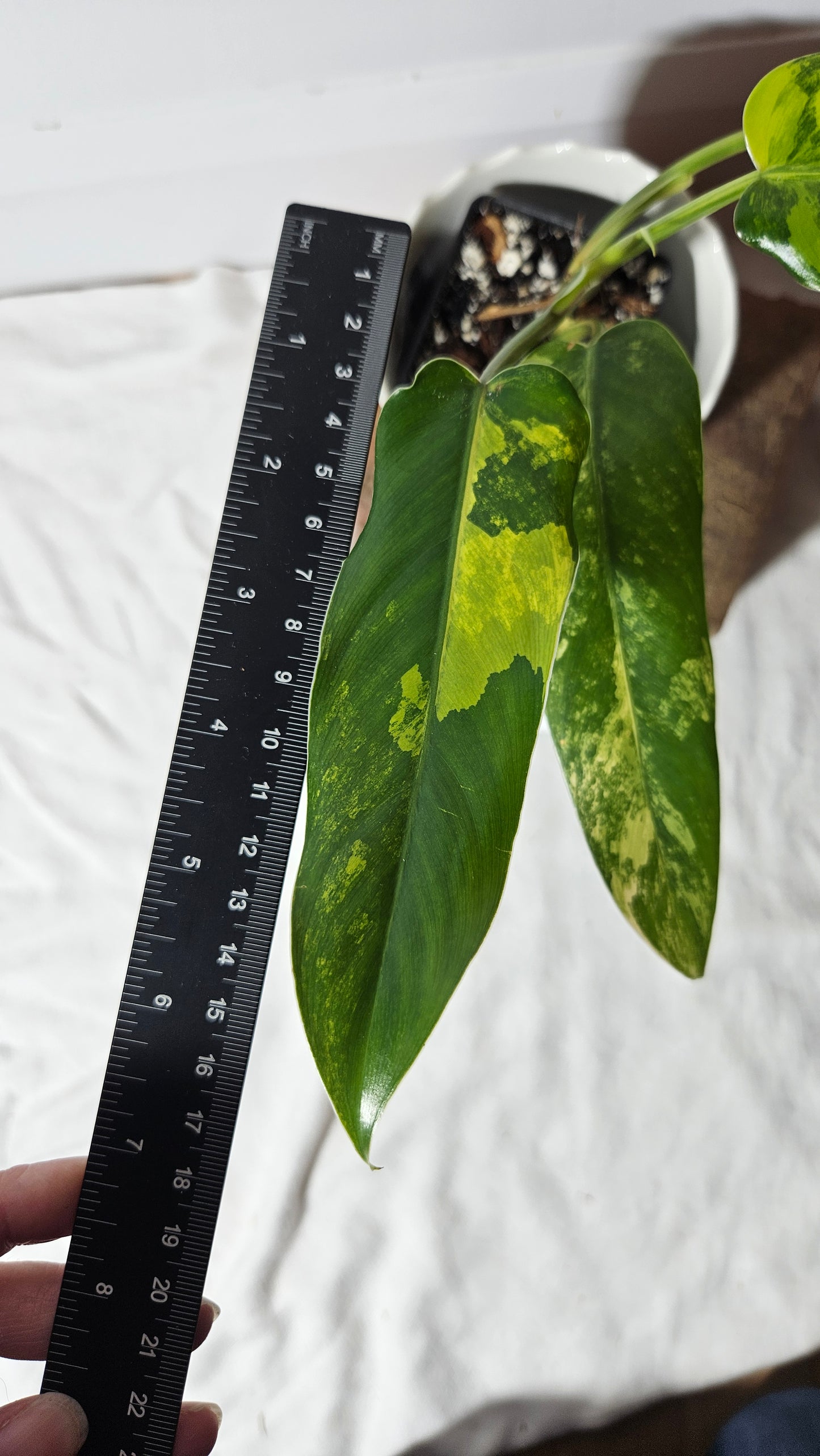 Philodendron Domesticum Variegata (PHI-666)