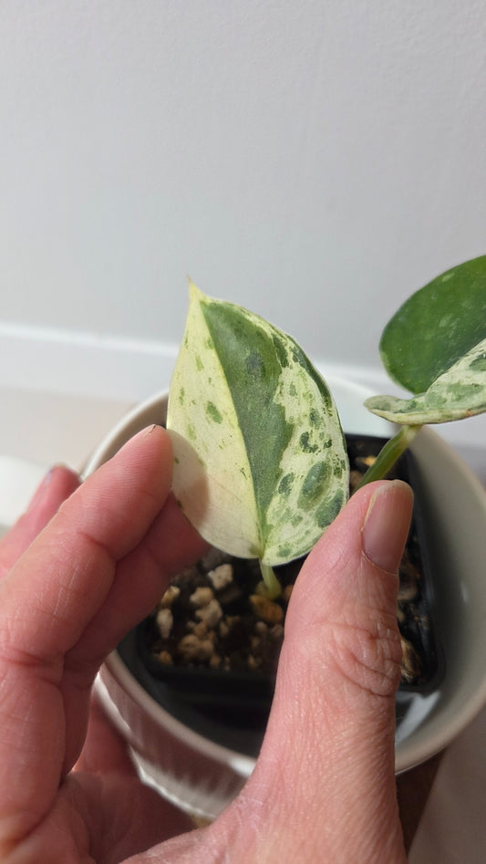Scindapsus Silver Splash Variegata (SCI-646)