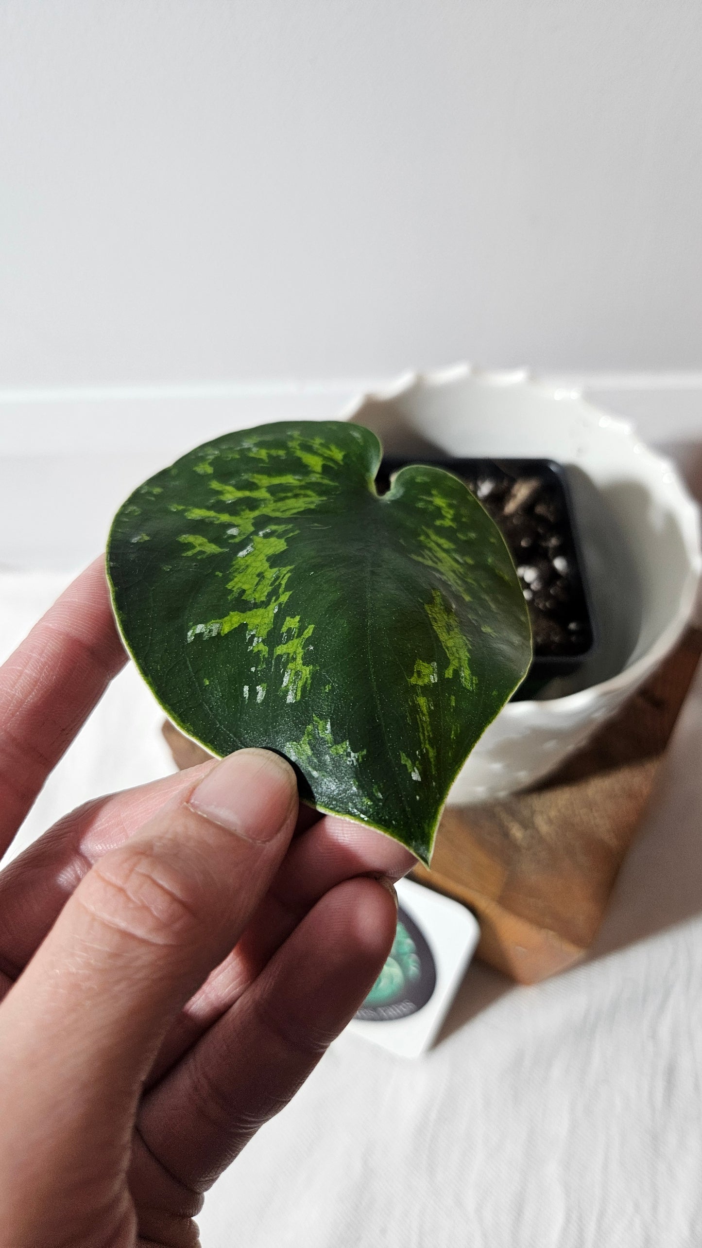 Scindapsus Macan (SCI-1005)