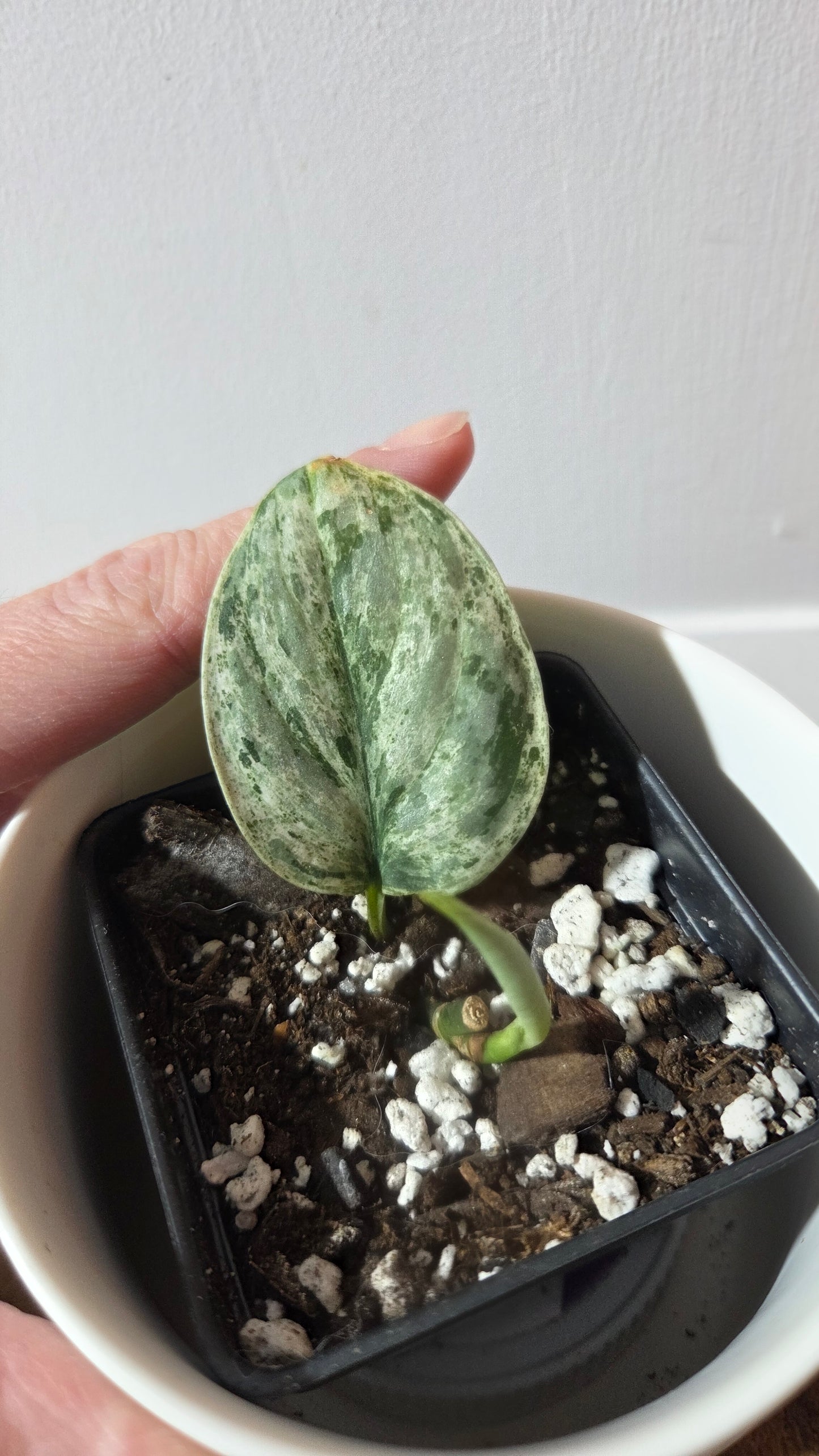 Scindapsus Peasun (SCI-1353)