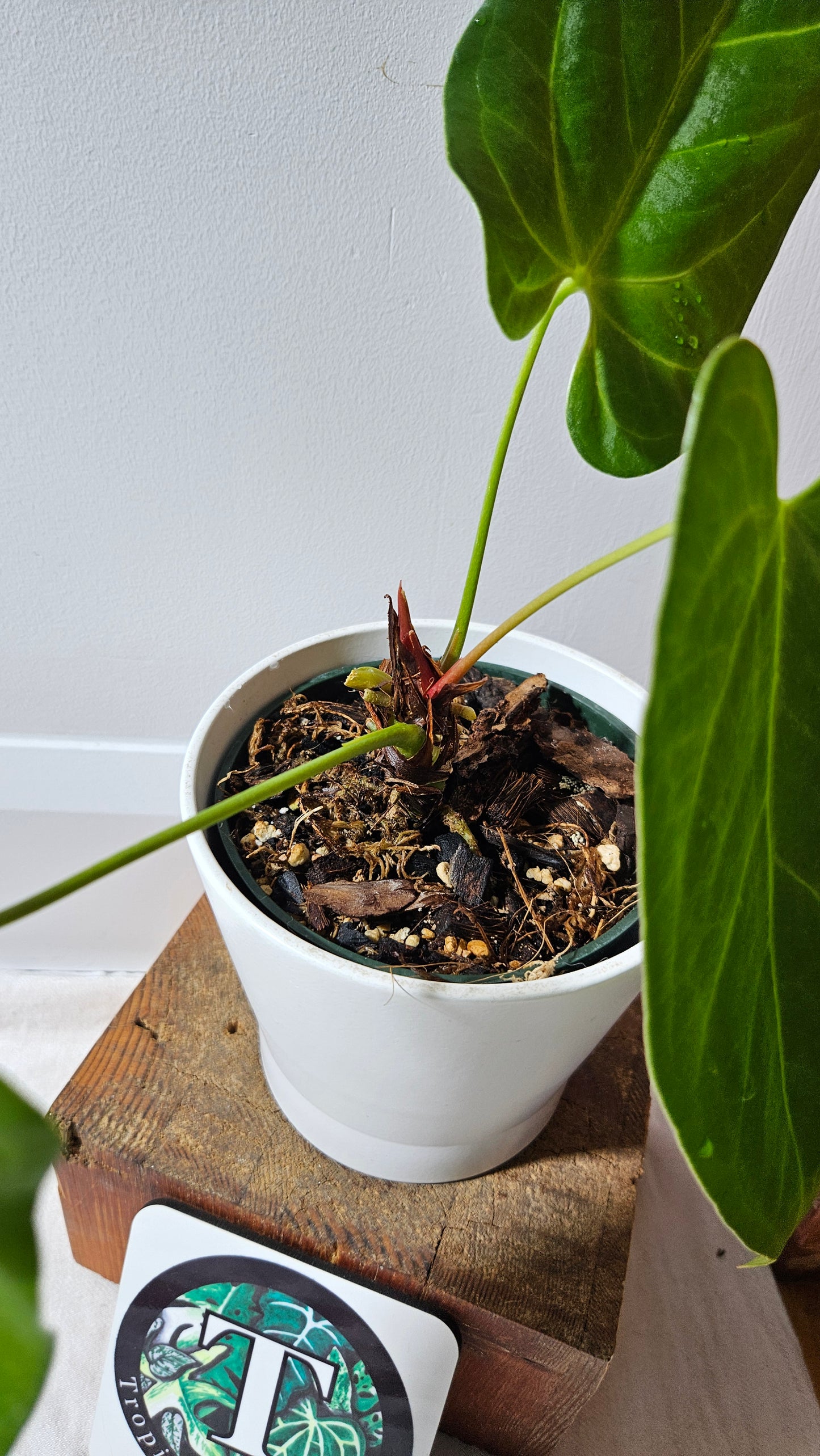 Anthurium Silver Blush X Subsignatum "format MOYEN/LARGE" (ANT-080)