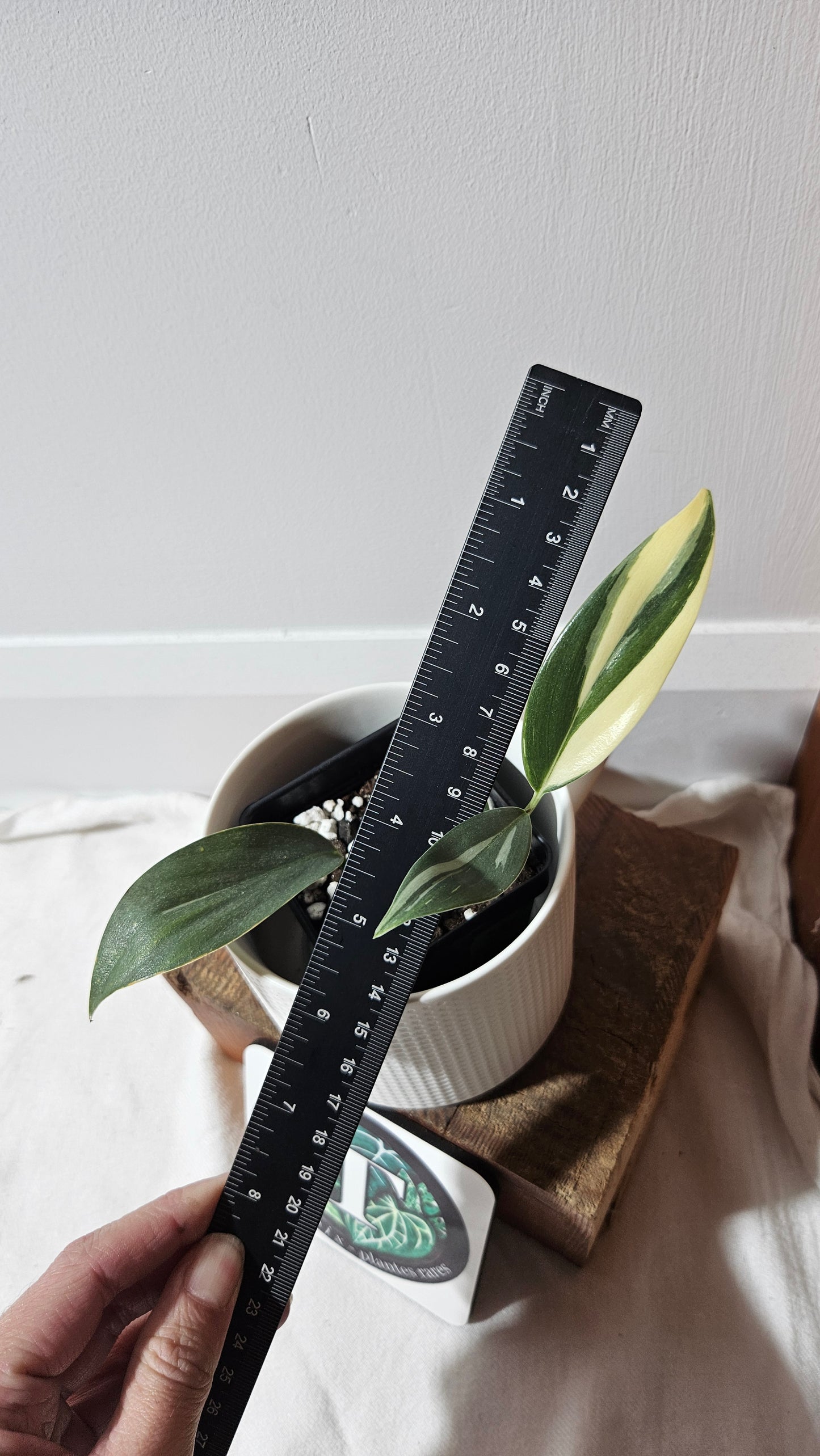 Scindapsus Hederaceus Blue Albo (SCI-1342)