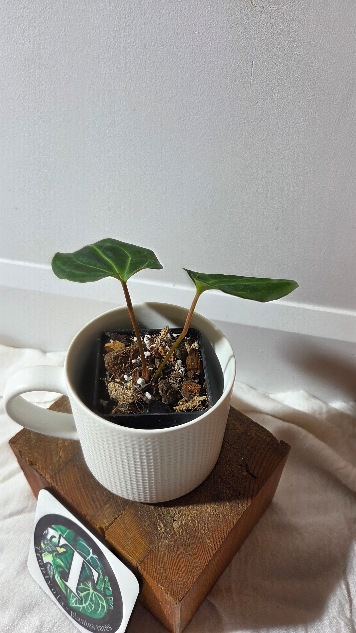 Anthurium Besseae Aff Blue "Format PETIT" (ANT-669)