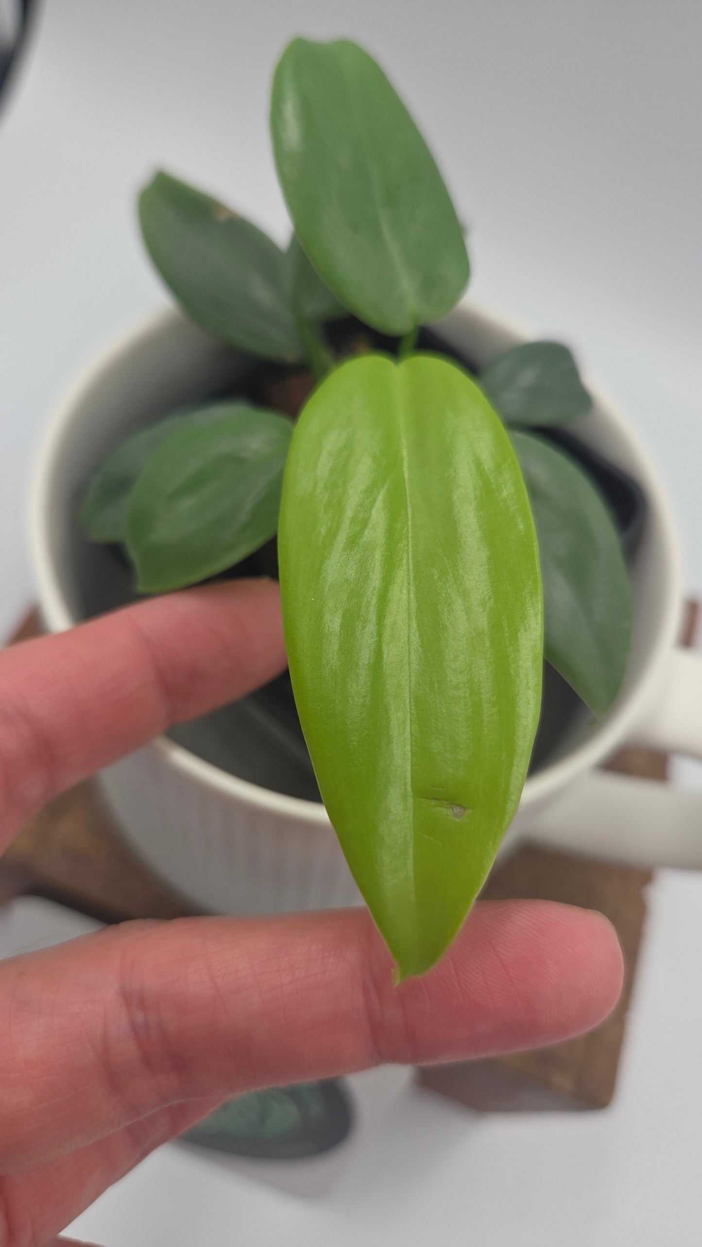 Philodendron Gold Violin/Bipennifolium (PHI-1053)