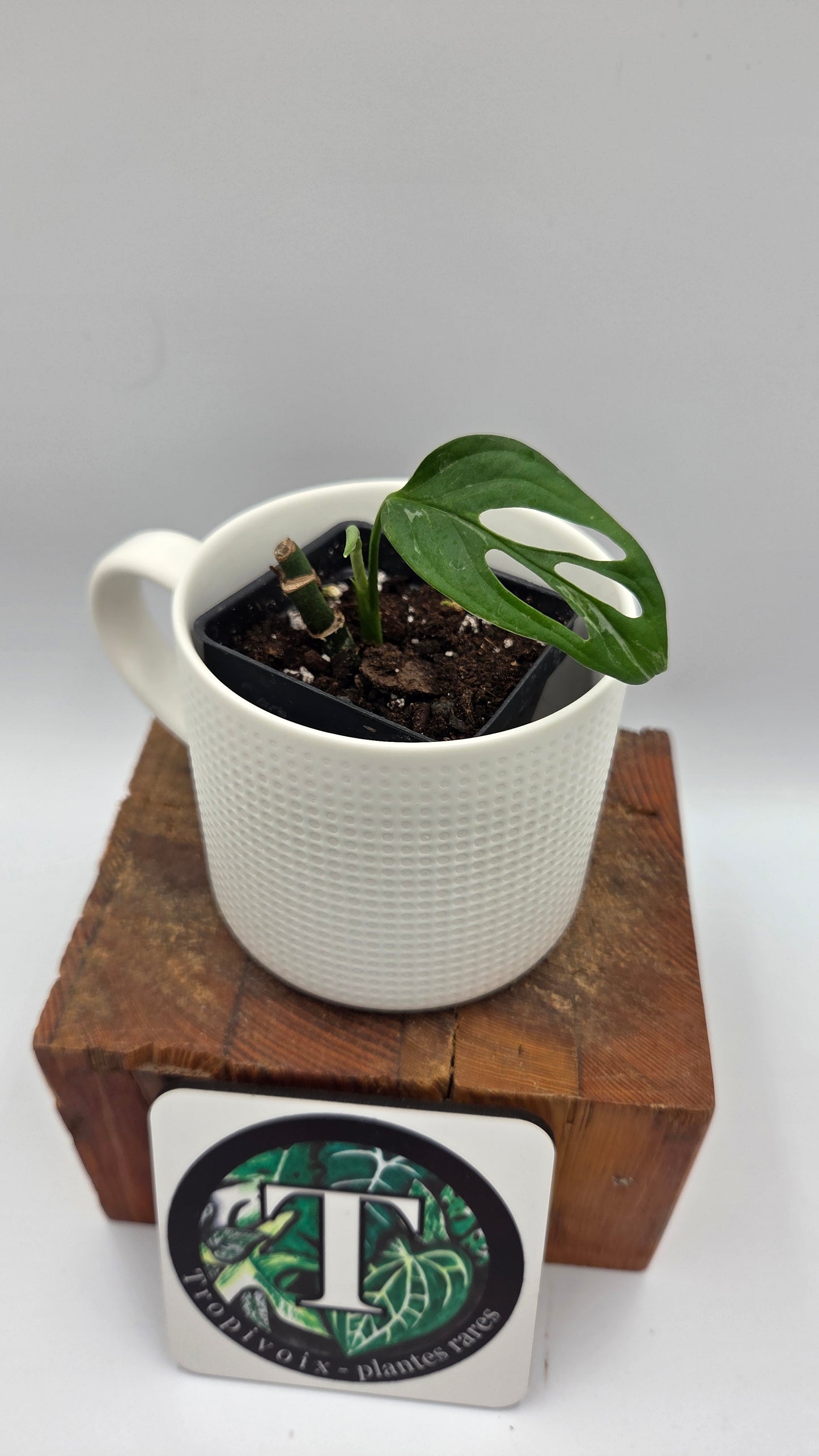 Monstera Andasonii Mint/Indo (MON-537)