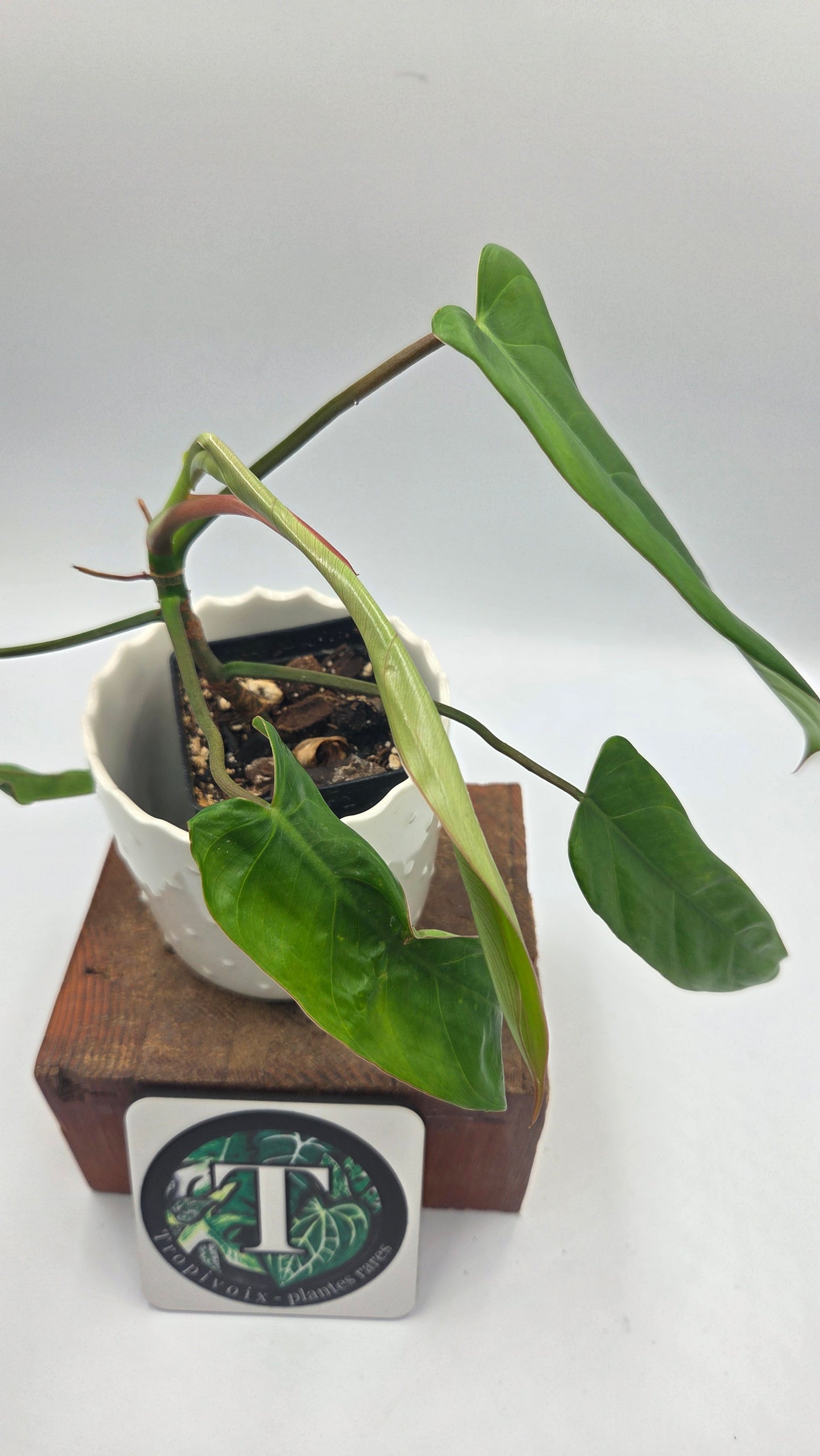 Philodendron Billietiae Aff (PHI-463)