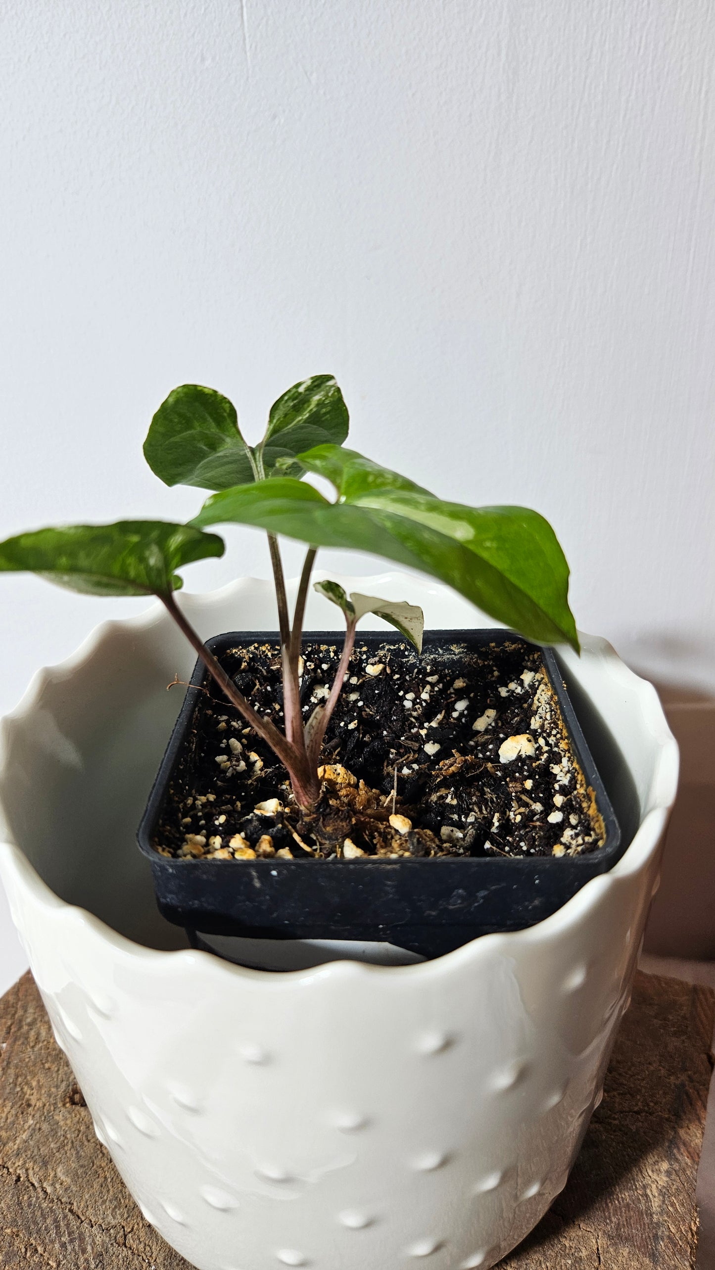 Syngonium Albo (SYN-303)