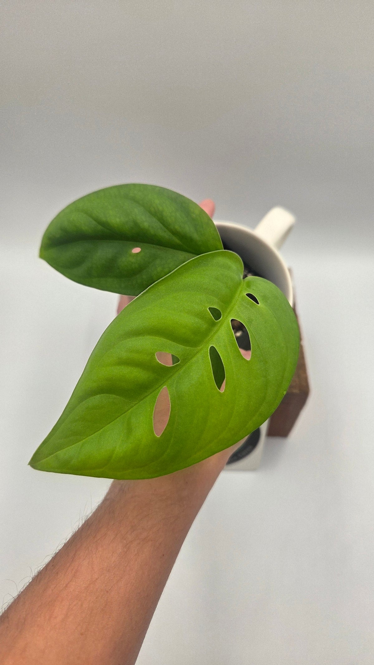 Monstera Esqueletto (MON-545)