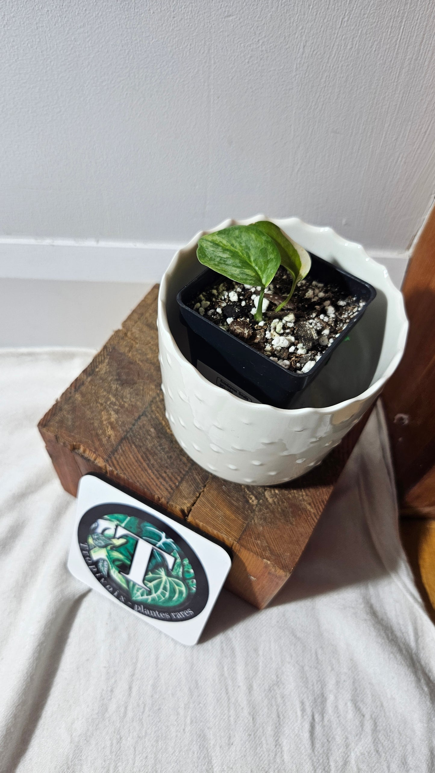 Scindapsus Geulis (SCI-795)