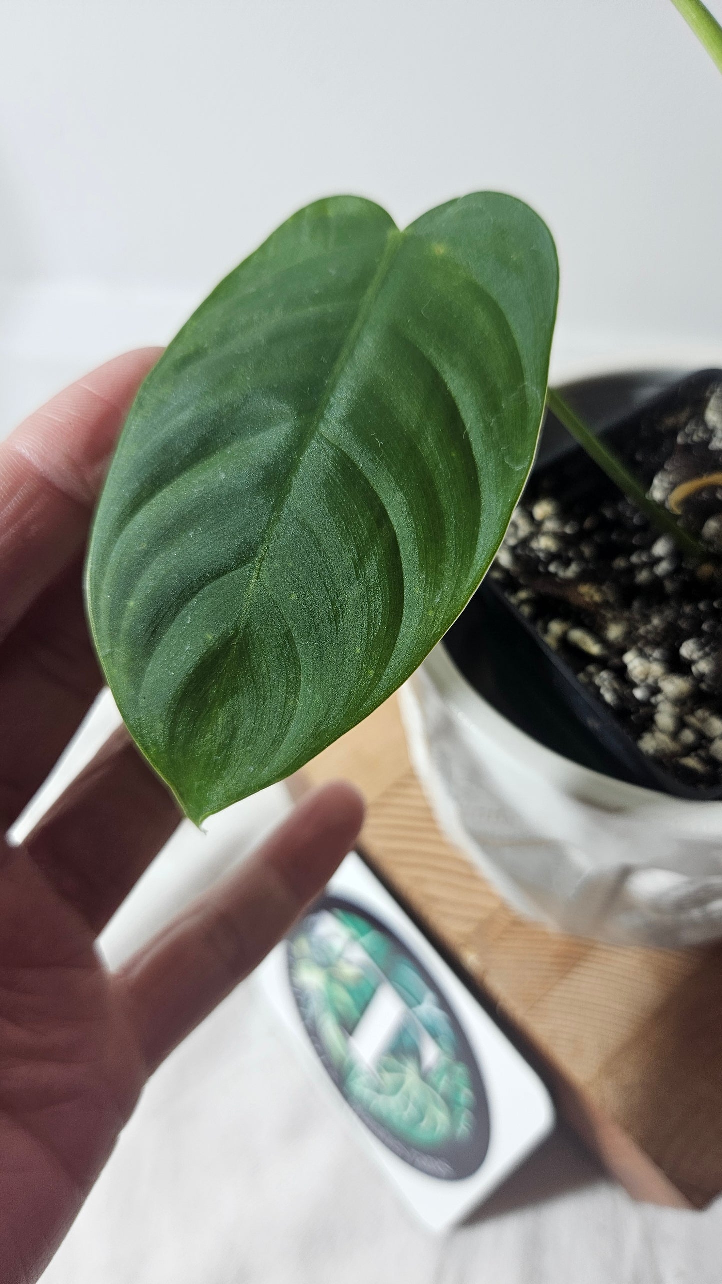 Philodendron Sharoniae (PHI-651)