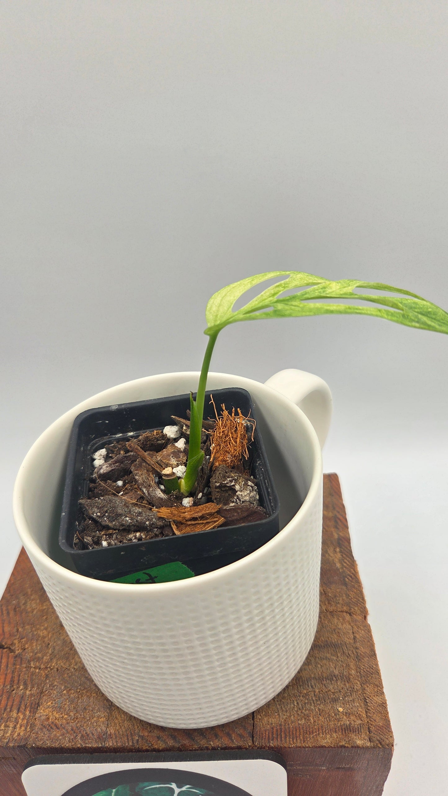 Monstera Andasonii Archipelago Ghost (MON-571)
