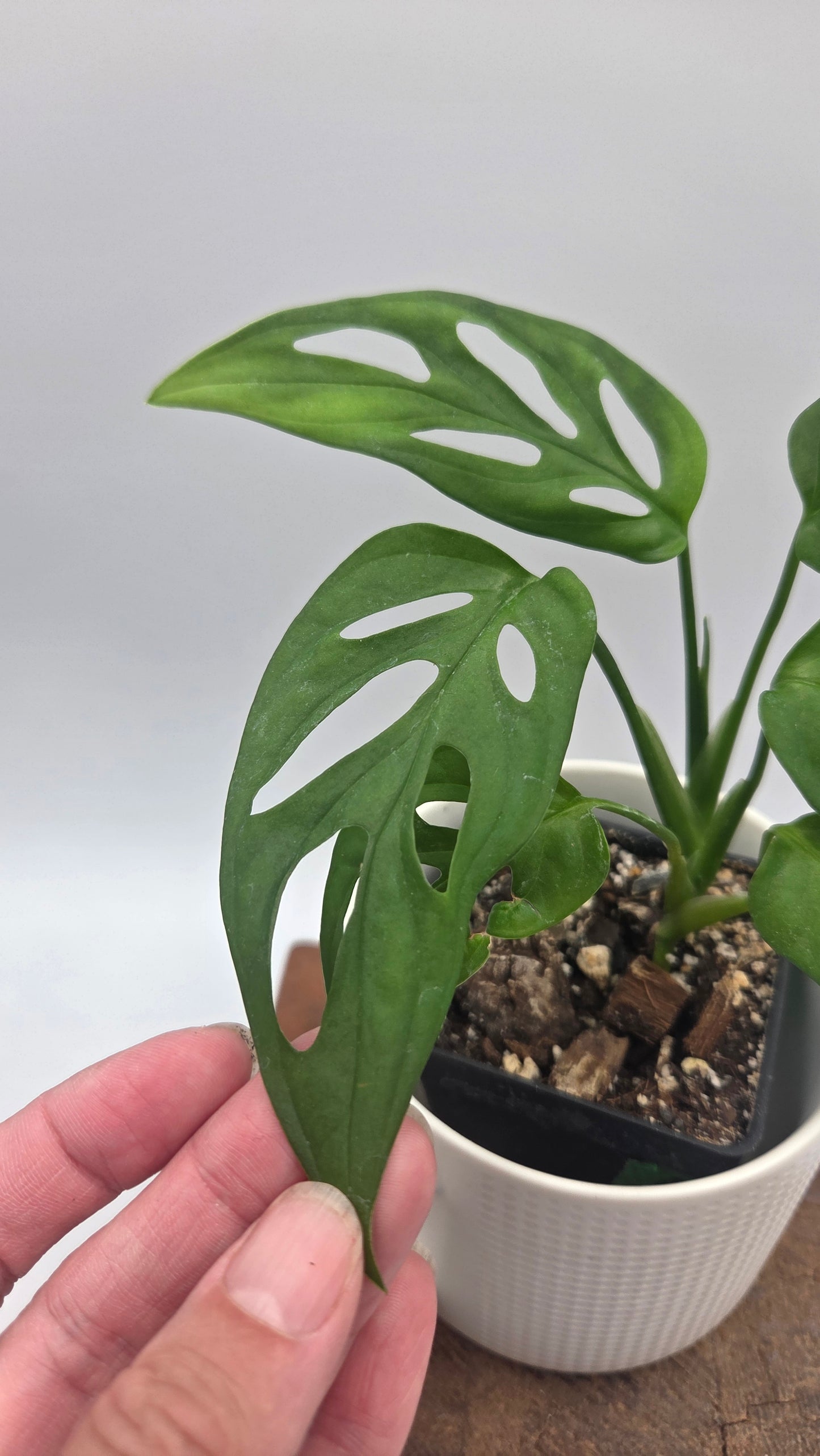 Monstera Obliqua aff La Bonita (MON-438)