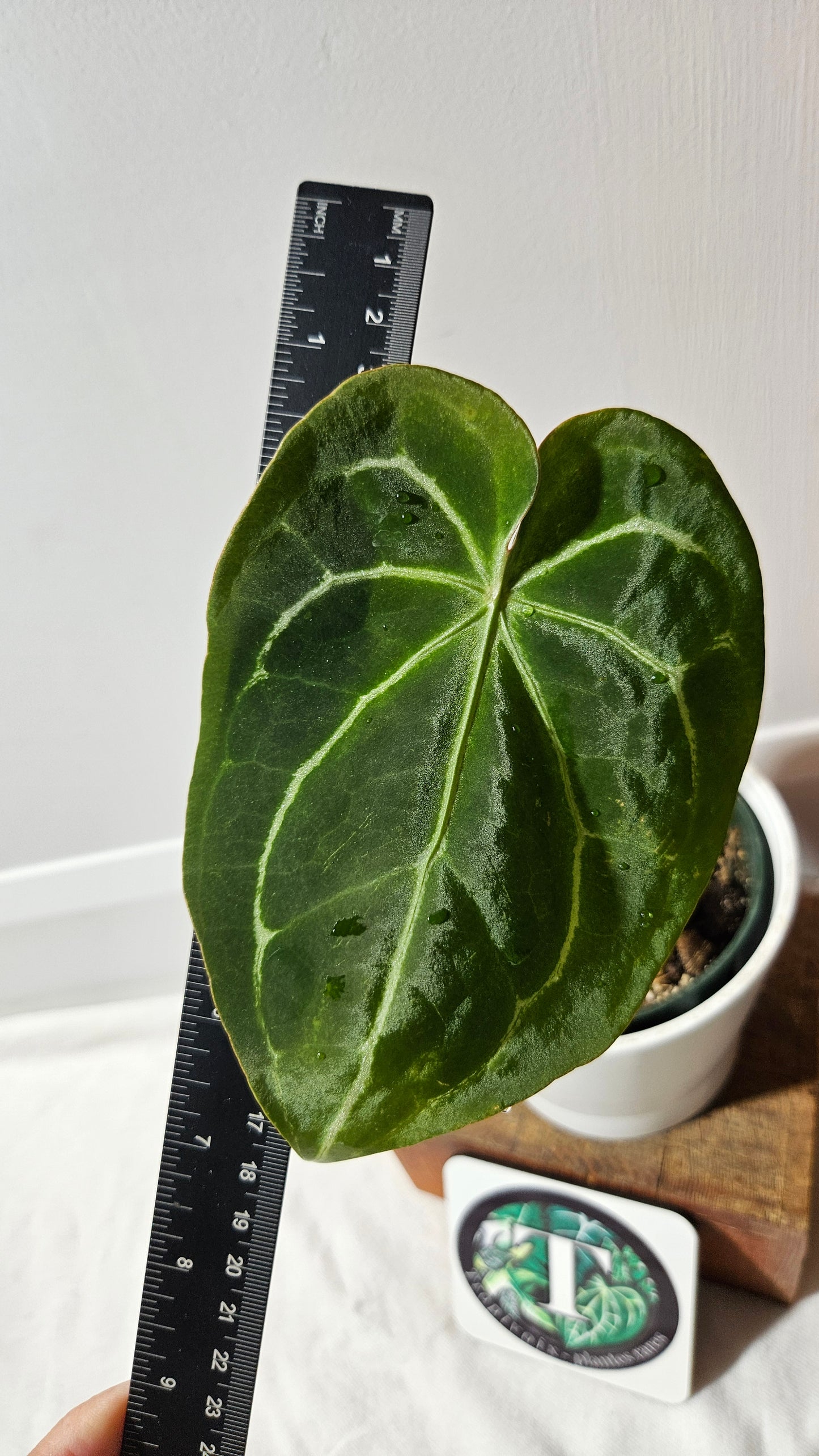 Anthurium Domino Hybrid "format MOYEN" (ANT-543)