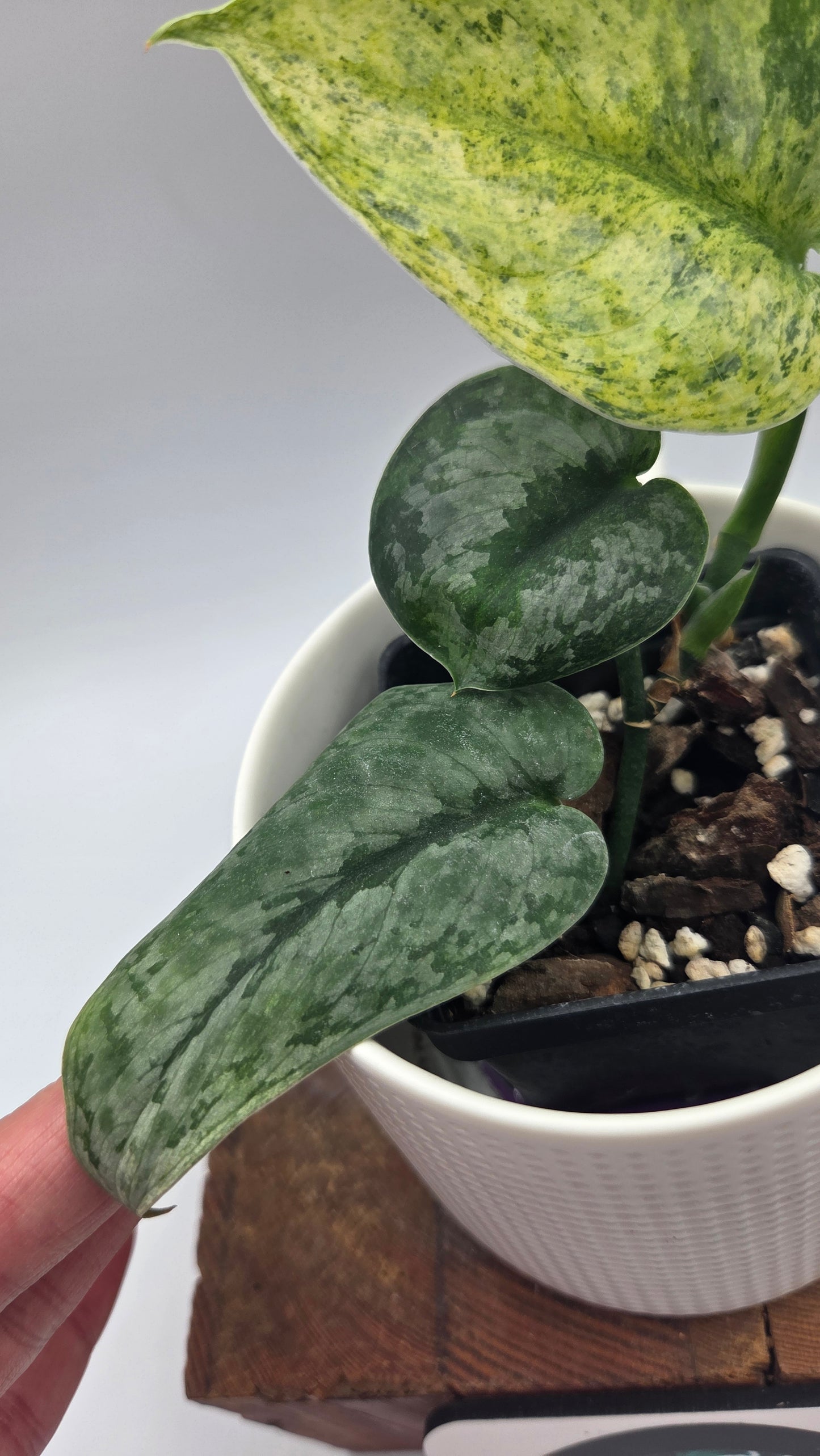 Scindapsus Halimoon (SCI-1105)
