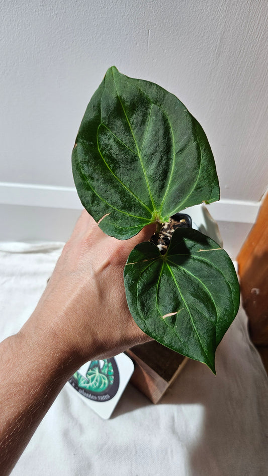 Anthurium KOS HU Round Form"format MEDIUM" (ANT-439)