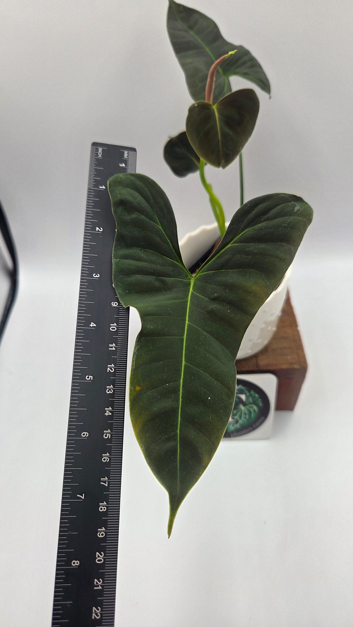 Philodendron Lupinum "Mature"(PHI-1089)