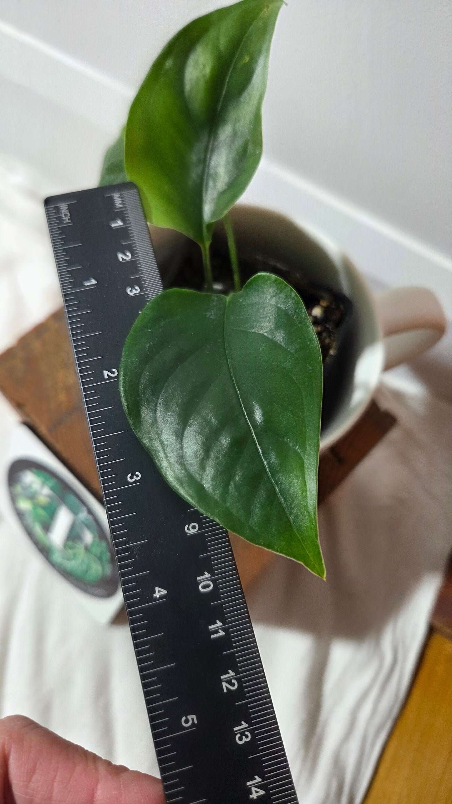 Monstera Obliqua Aff Amazonica (MON-306)