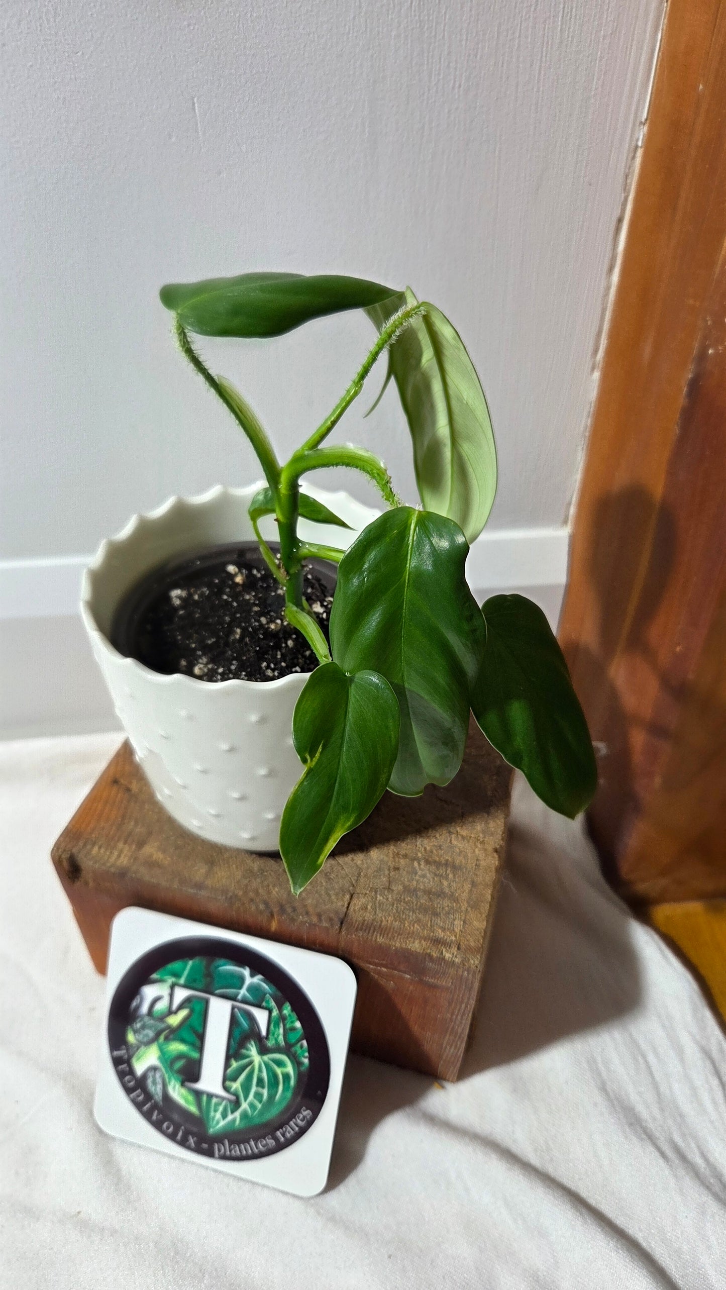 Philodendron Genevievianum (PHI-278)