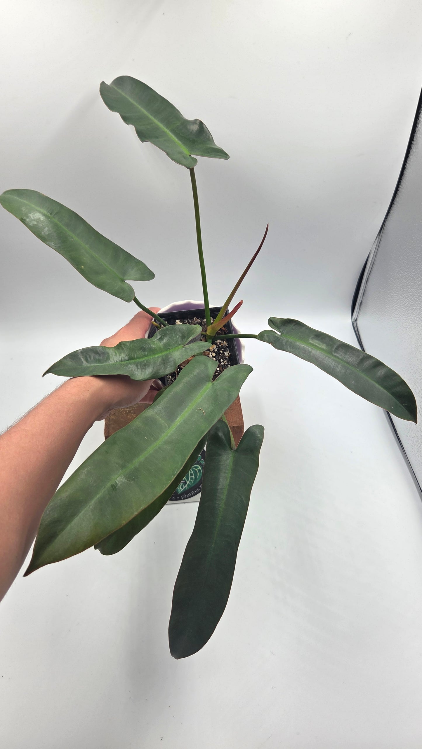 Philodendron Atabenpoense (PHI-1036)