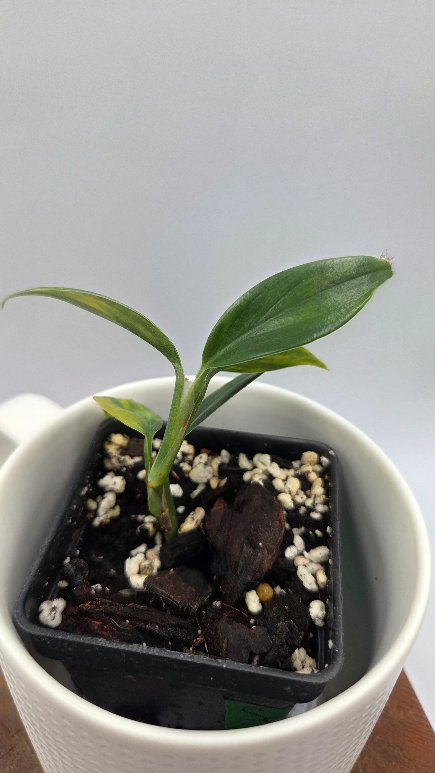 Scindapsus Coriaceus Aurea (SCI-939)