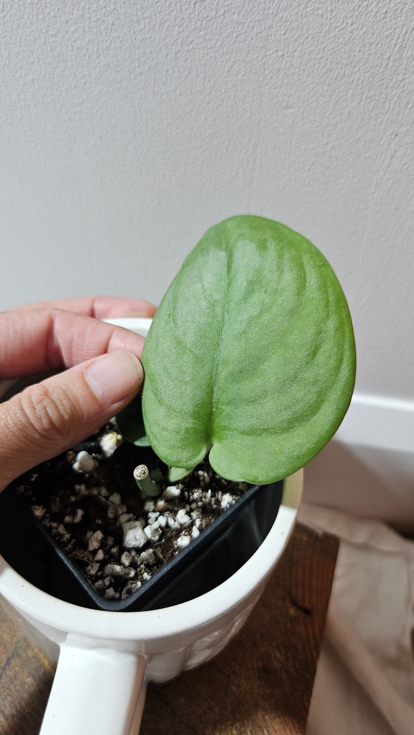 Scindapsus Dark Splash (SCI-1204)