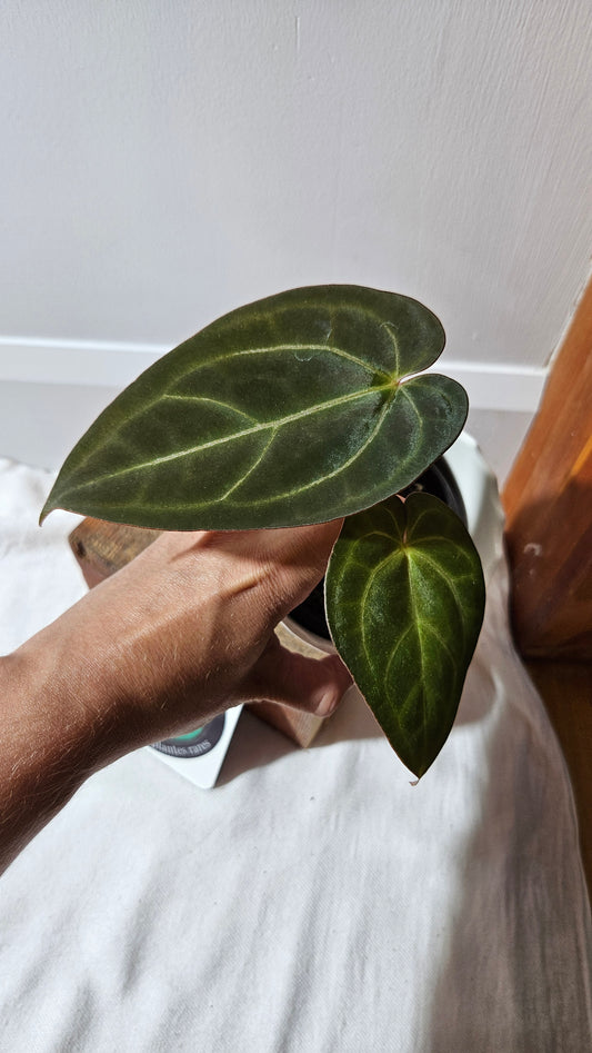 Anthurium  Blue Papillilaminum x Papillilaminum Xone "format MOYEN" (ANT-518)