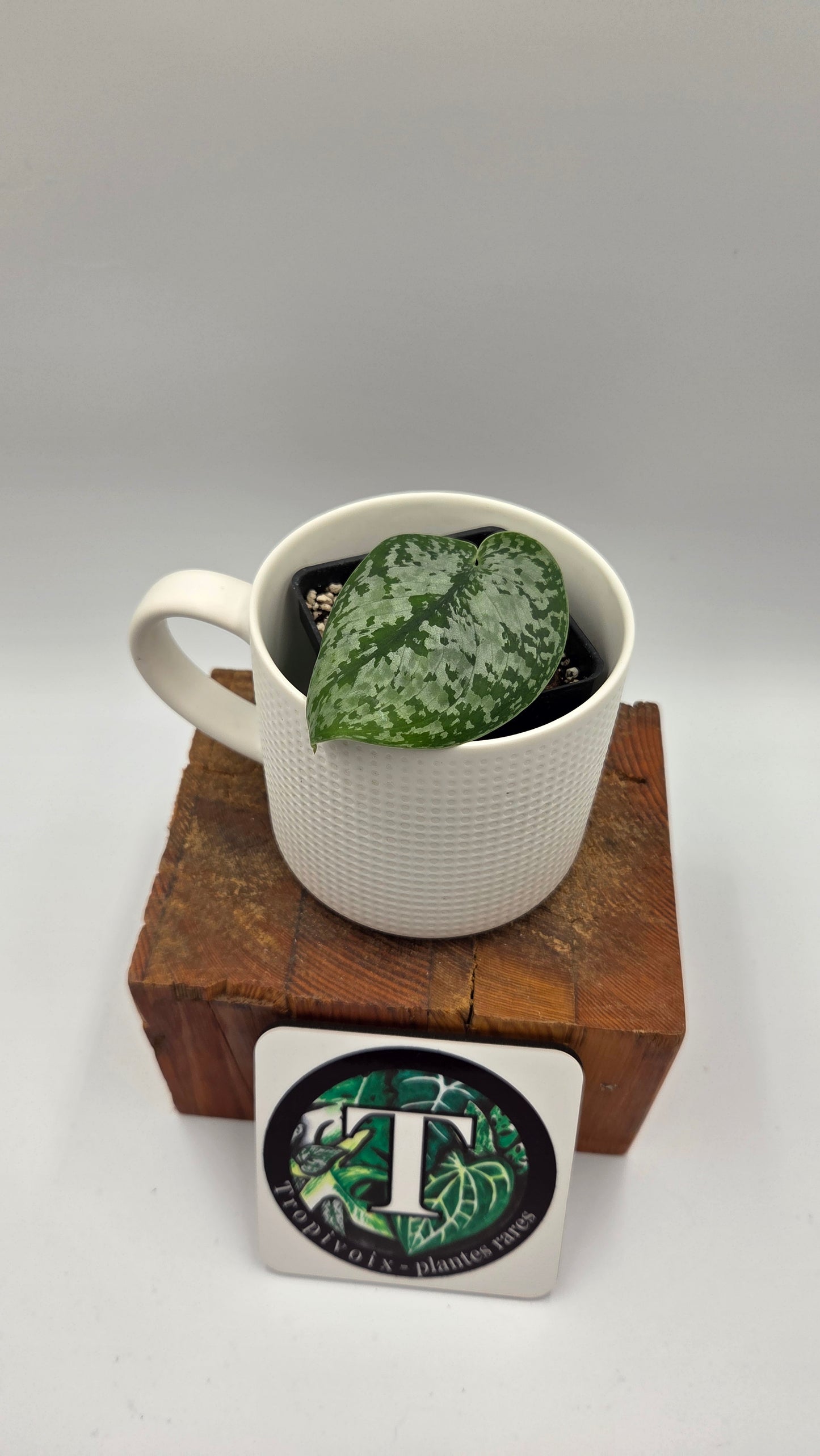 Scindapsus Green Splash (SCI-1440)