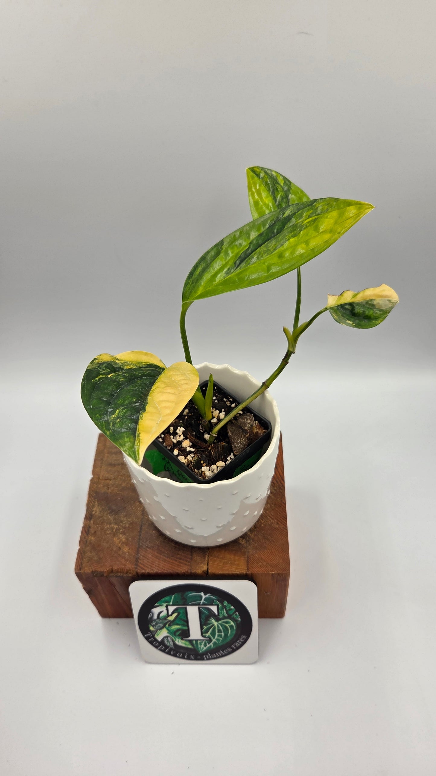 Monstera Karstenianum/Peru Variegata (MON-540)