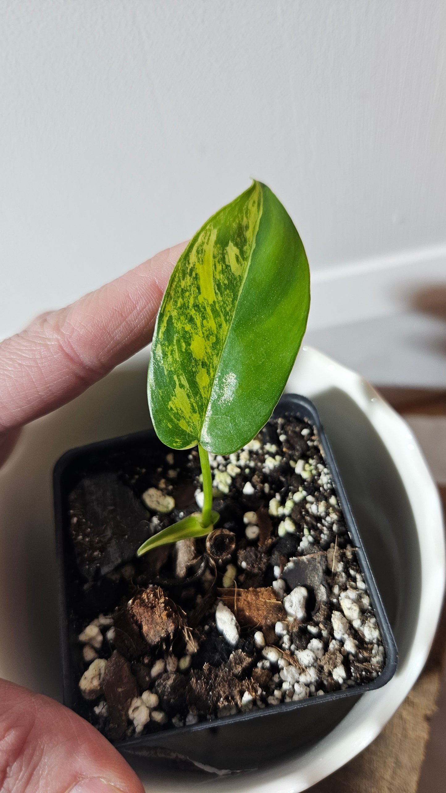 Philodendron Florida Beauty (PHI-762)