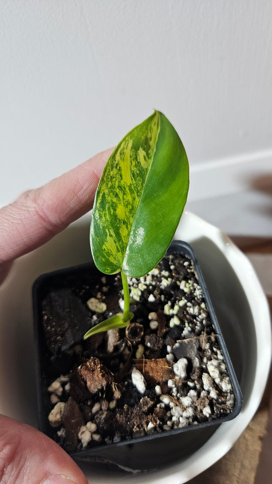 Philodendron Florida Beauty (PHI-762)