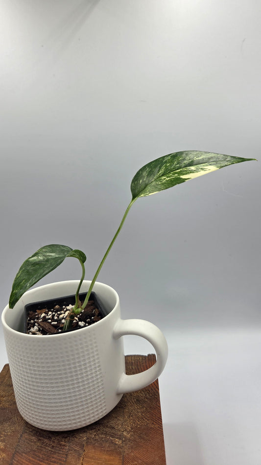 Epipremnum pinnatum Albo (EPI-241)