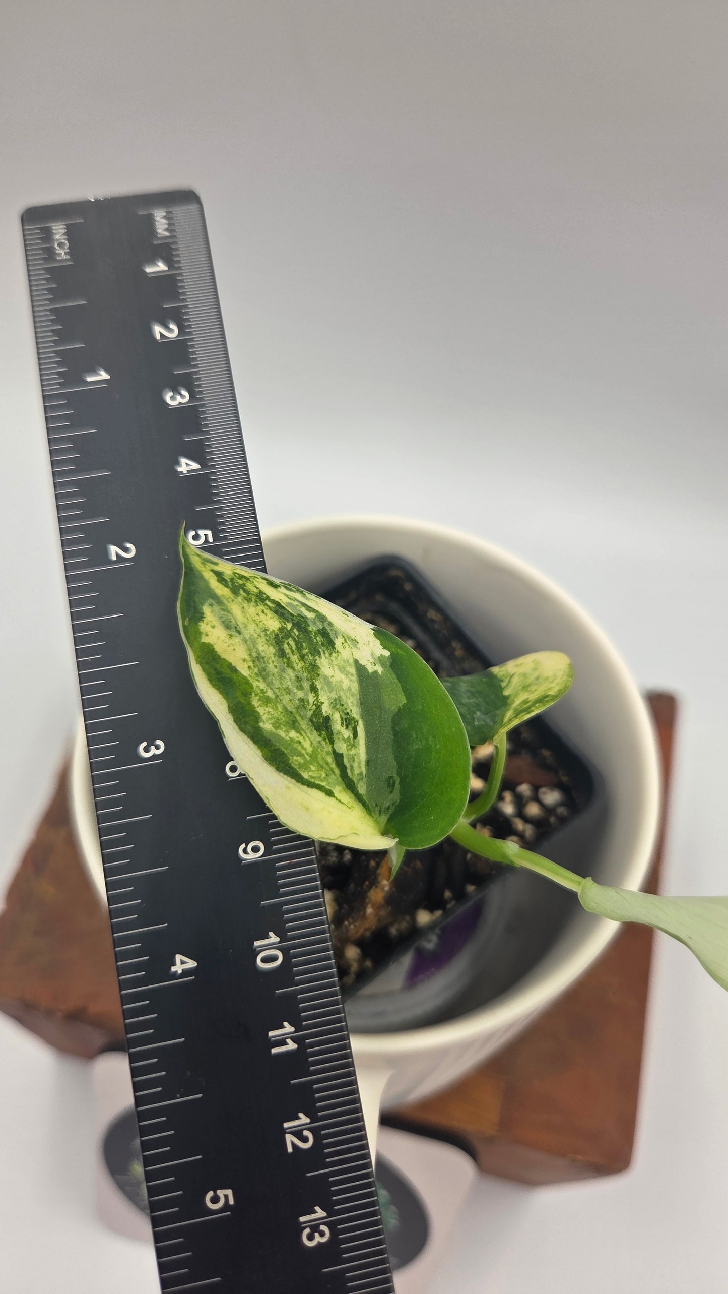 Scindapsus Silver Splash Variegata (SCI-568)