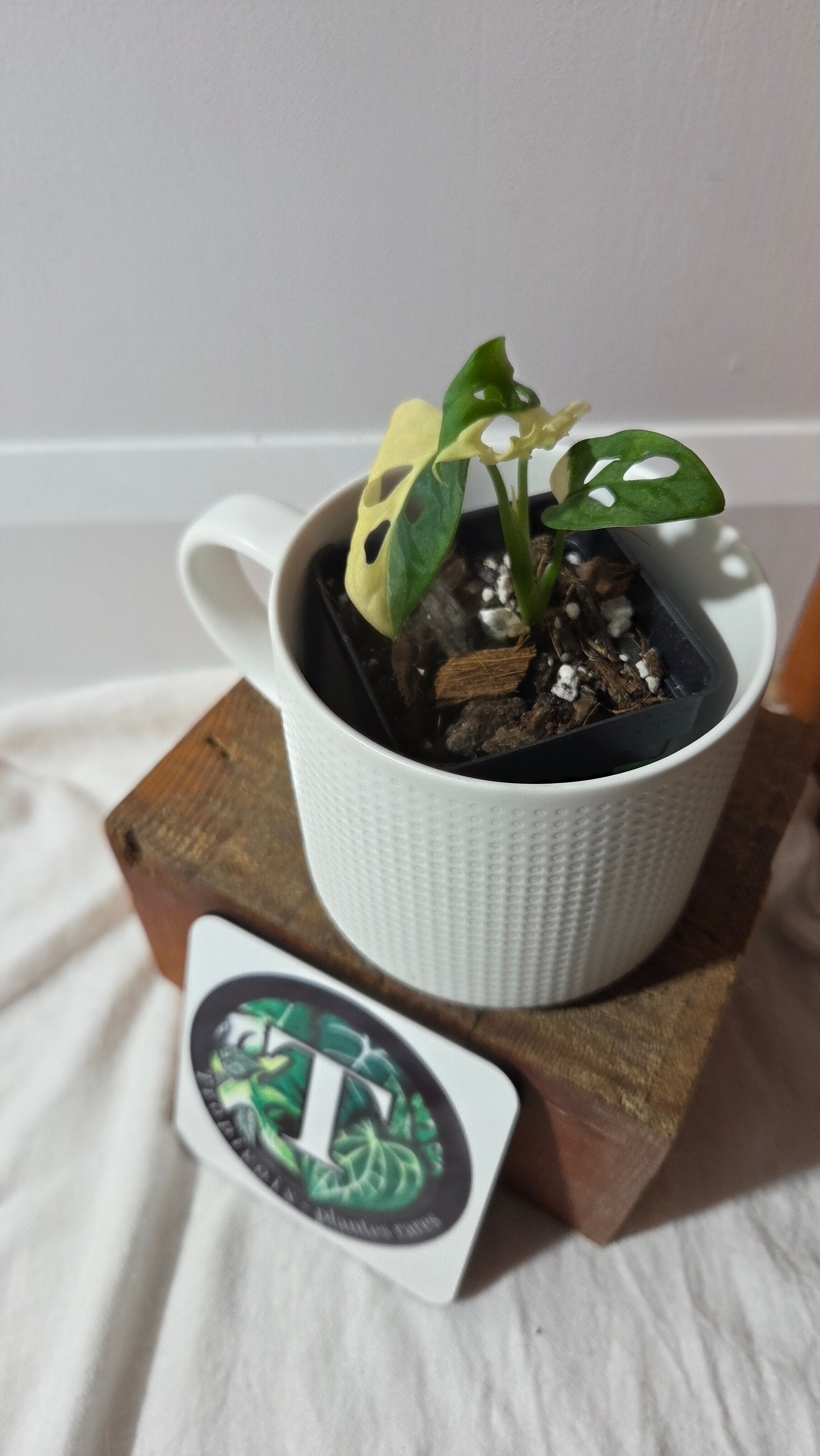 Monstera Andasonii Albo (MON-493)