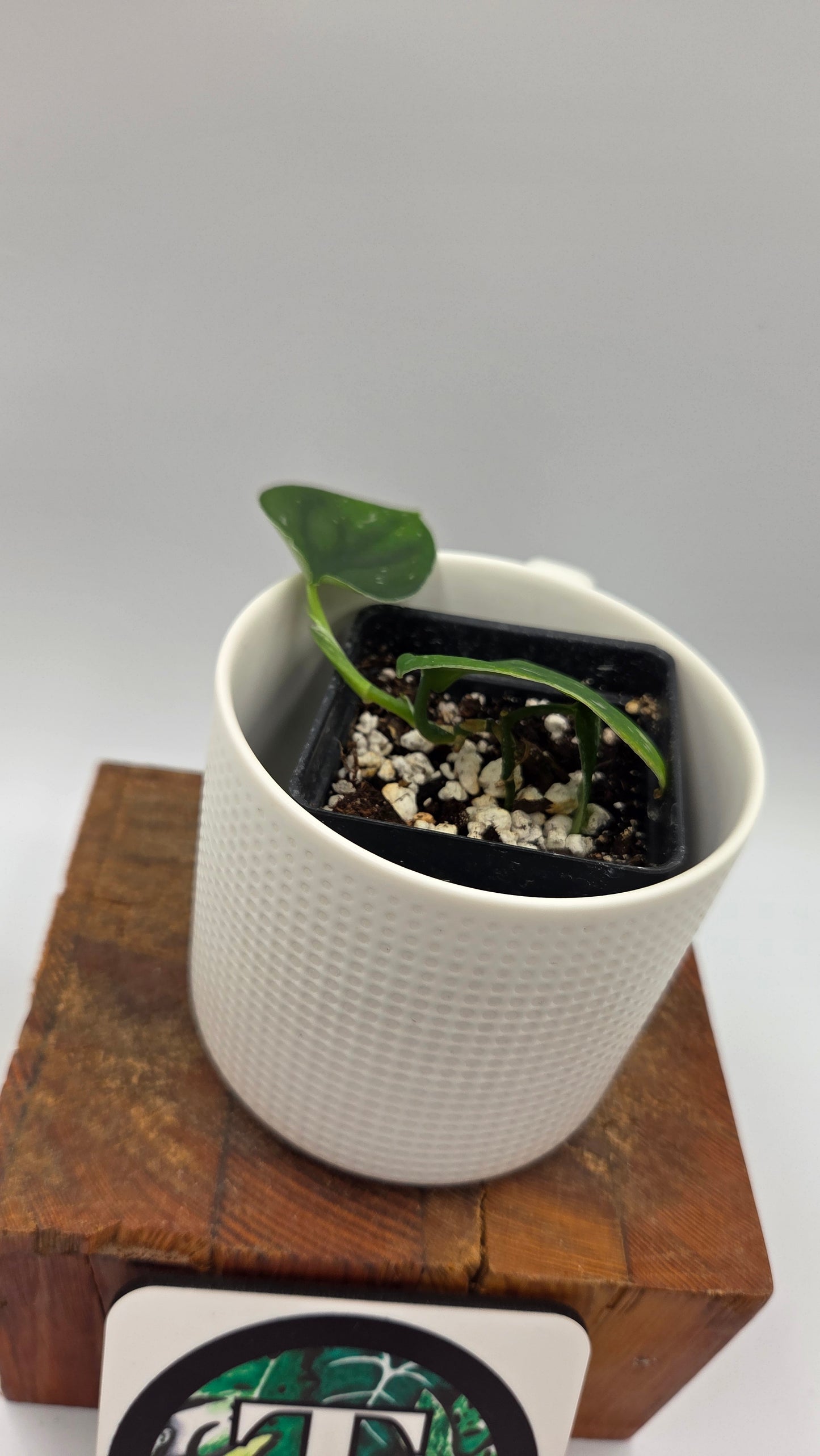 Scindapsus Black SP Bornéo (SCI-1443)