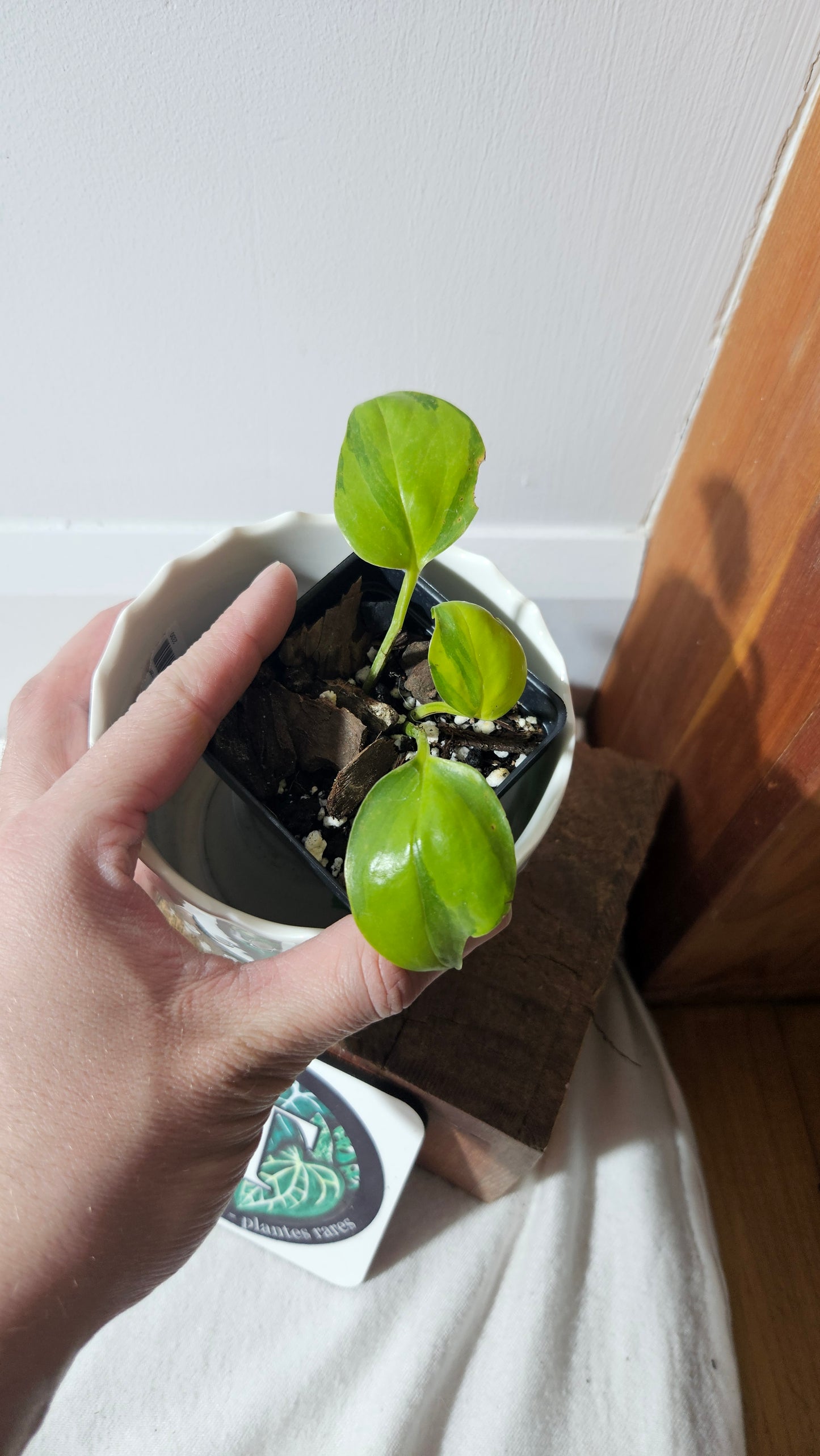 Epipremnum Aureum Neon Joy (EPI-208)