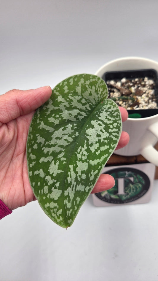 Scindapsus Silver Queen (SCI-950)