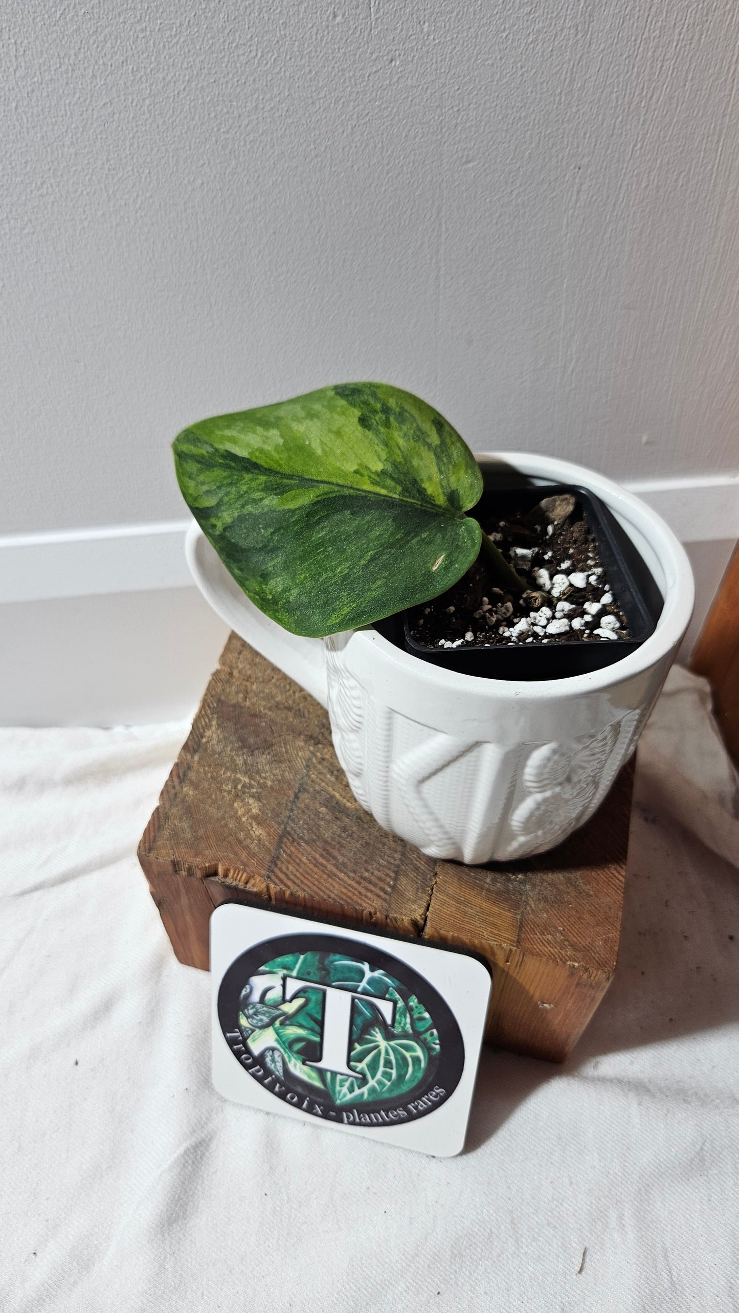 Scindapsus Garawa (SCI-1270)