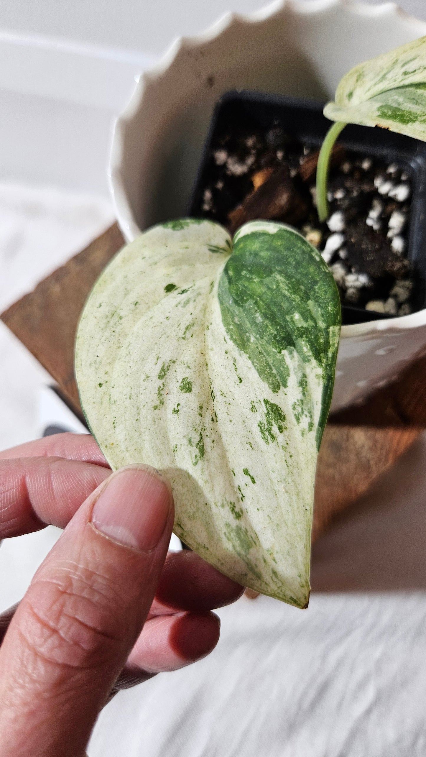 Scindapsus Exotica albo (SCI-1002)