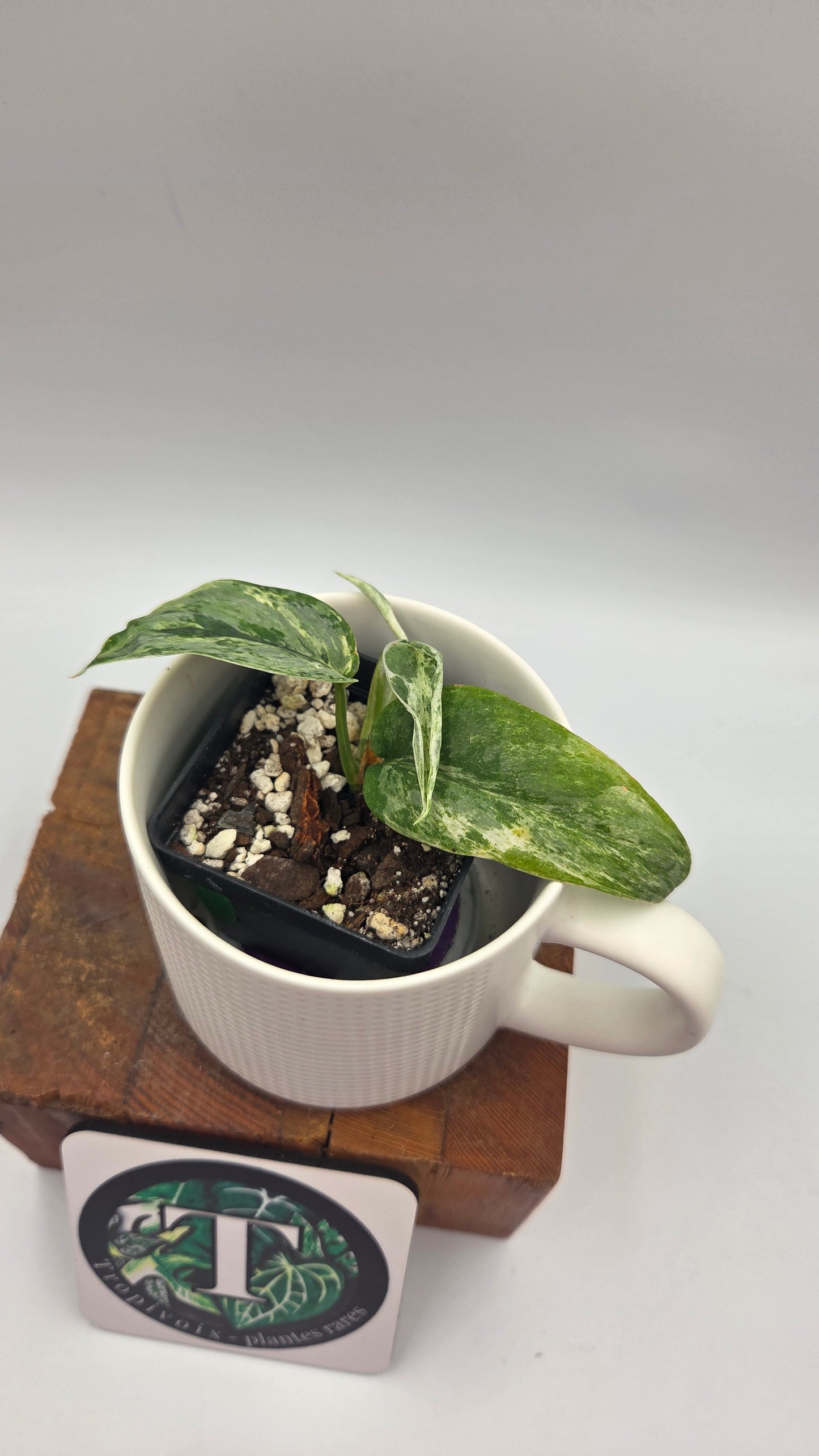 Scindapsus Perlas (SCI-1493)