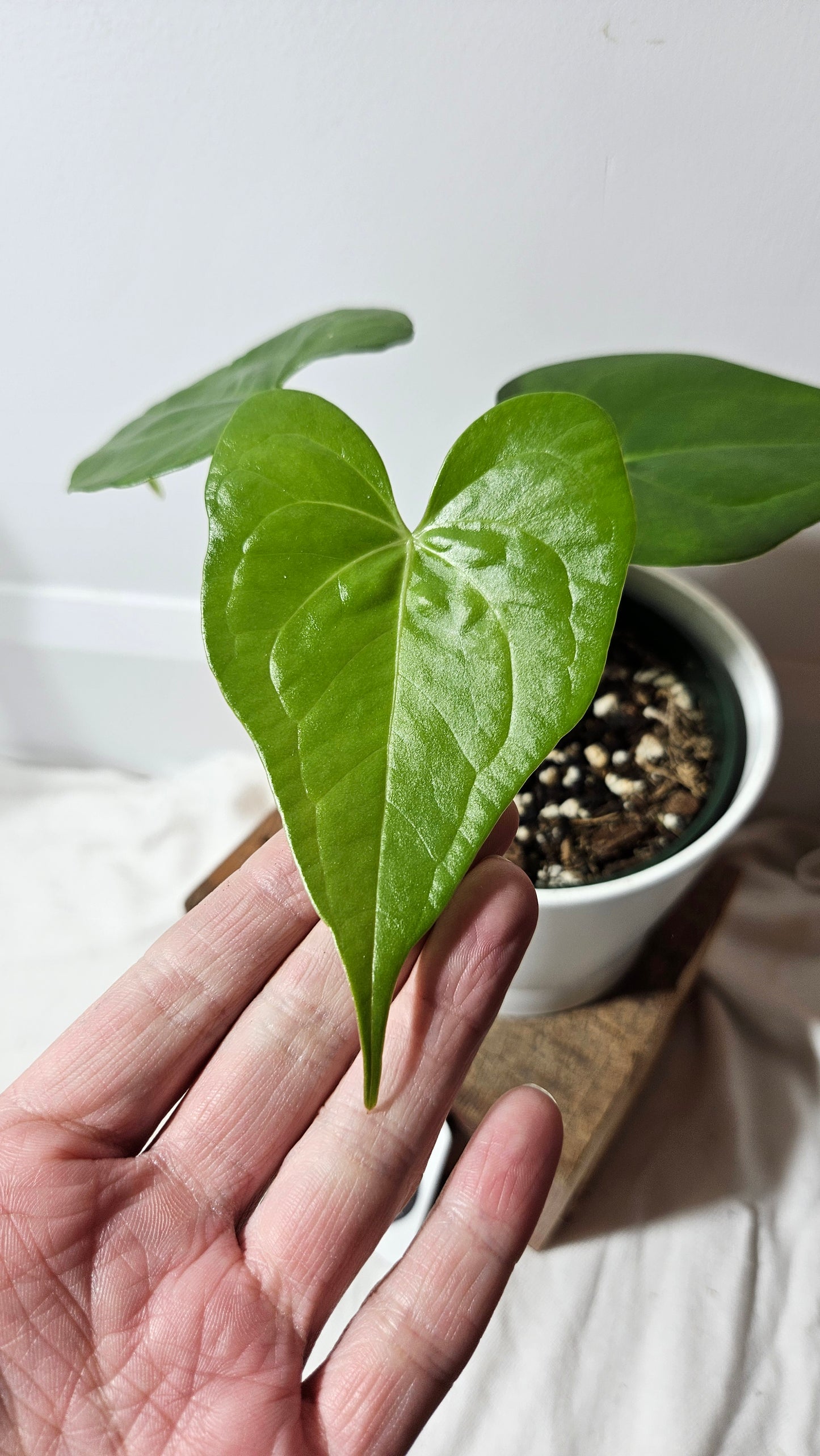 Anthurium Pterodactyl "format PETIT" (ANT-220)