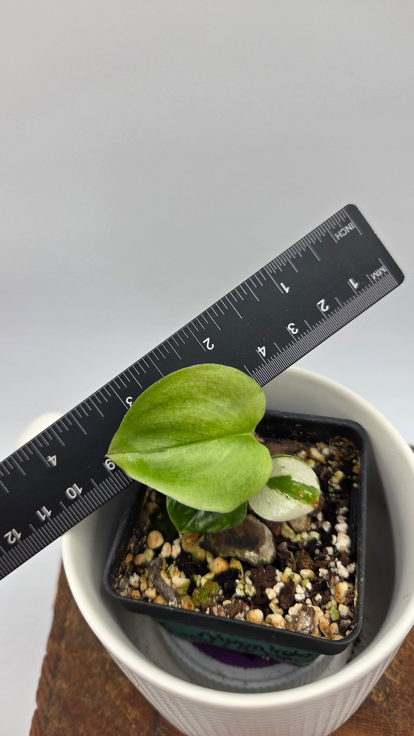 Scindapsus Moonlight Mint (SCI-874)